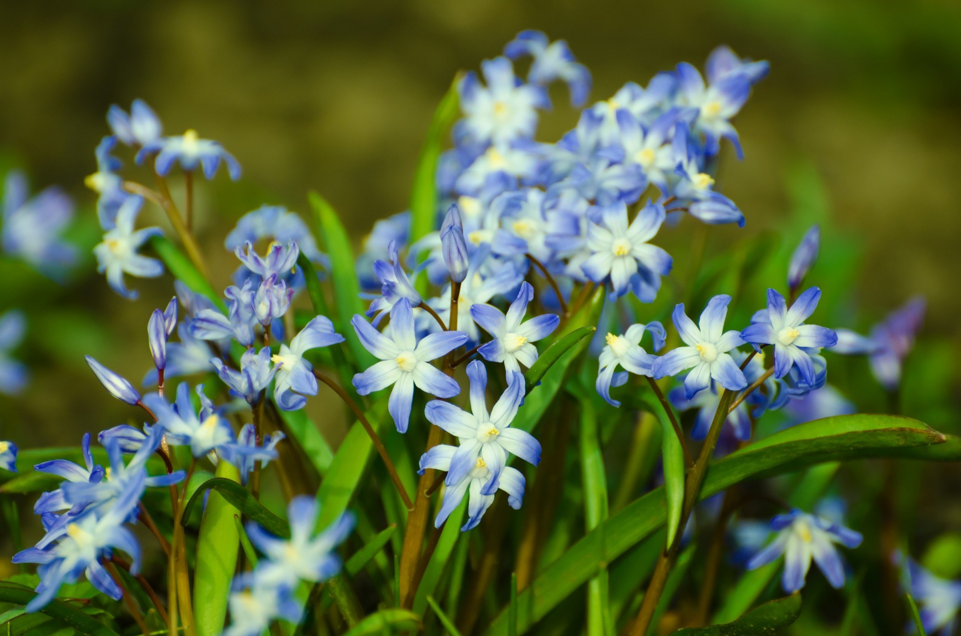 Close-up of blue and white star-shaped spring flowers HD Wallpaper
