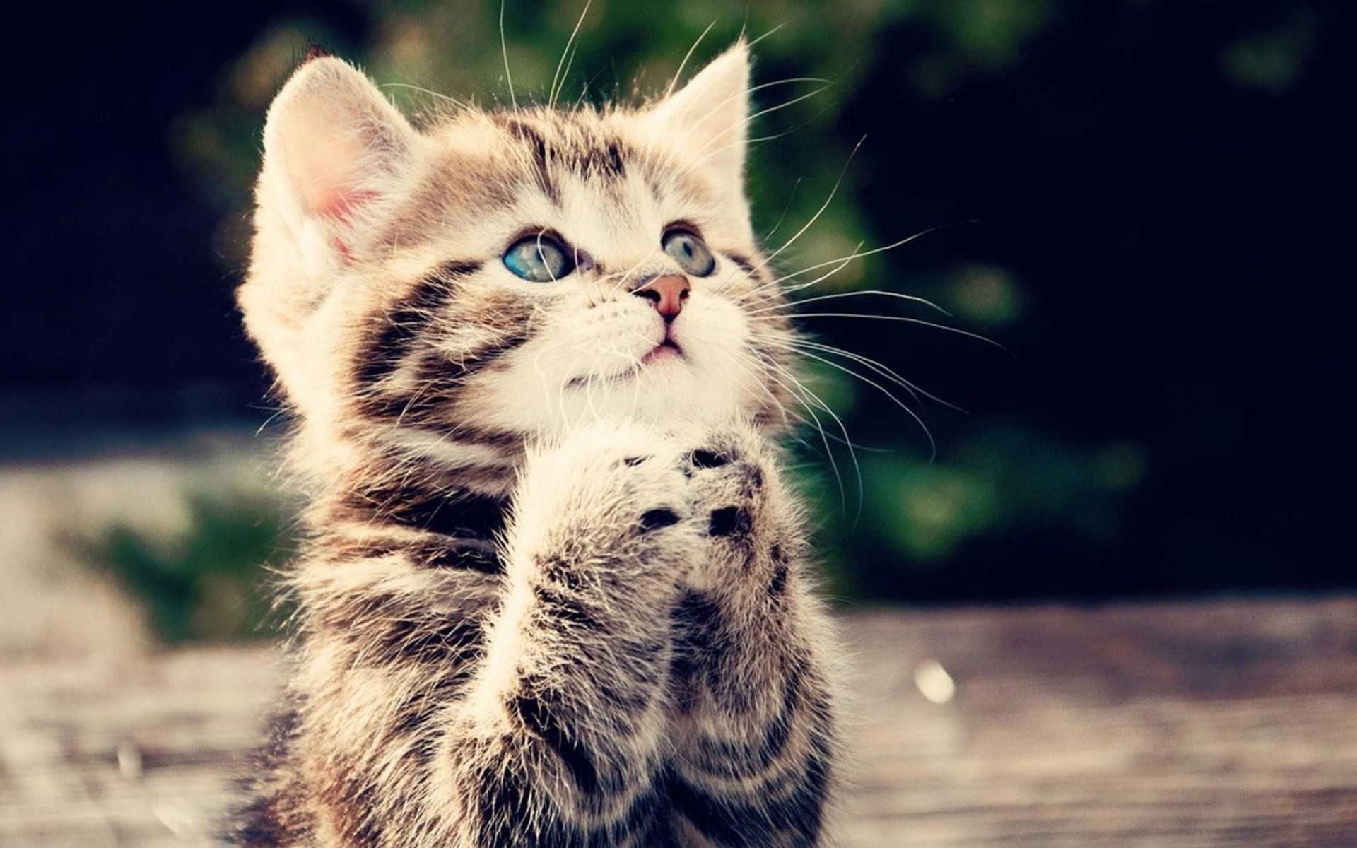Kitten with blue eyes looking up HD Wallpaper