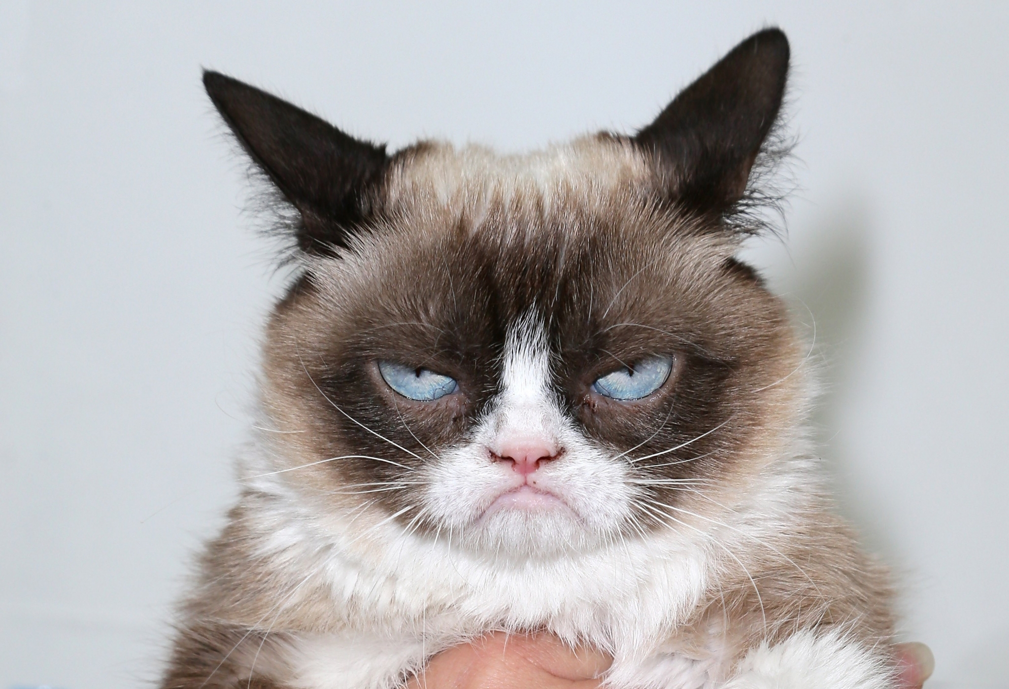 Grumpy Cat close-up portrait HD Wallpaper