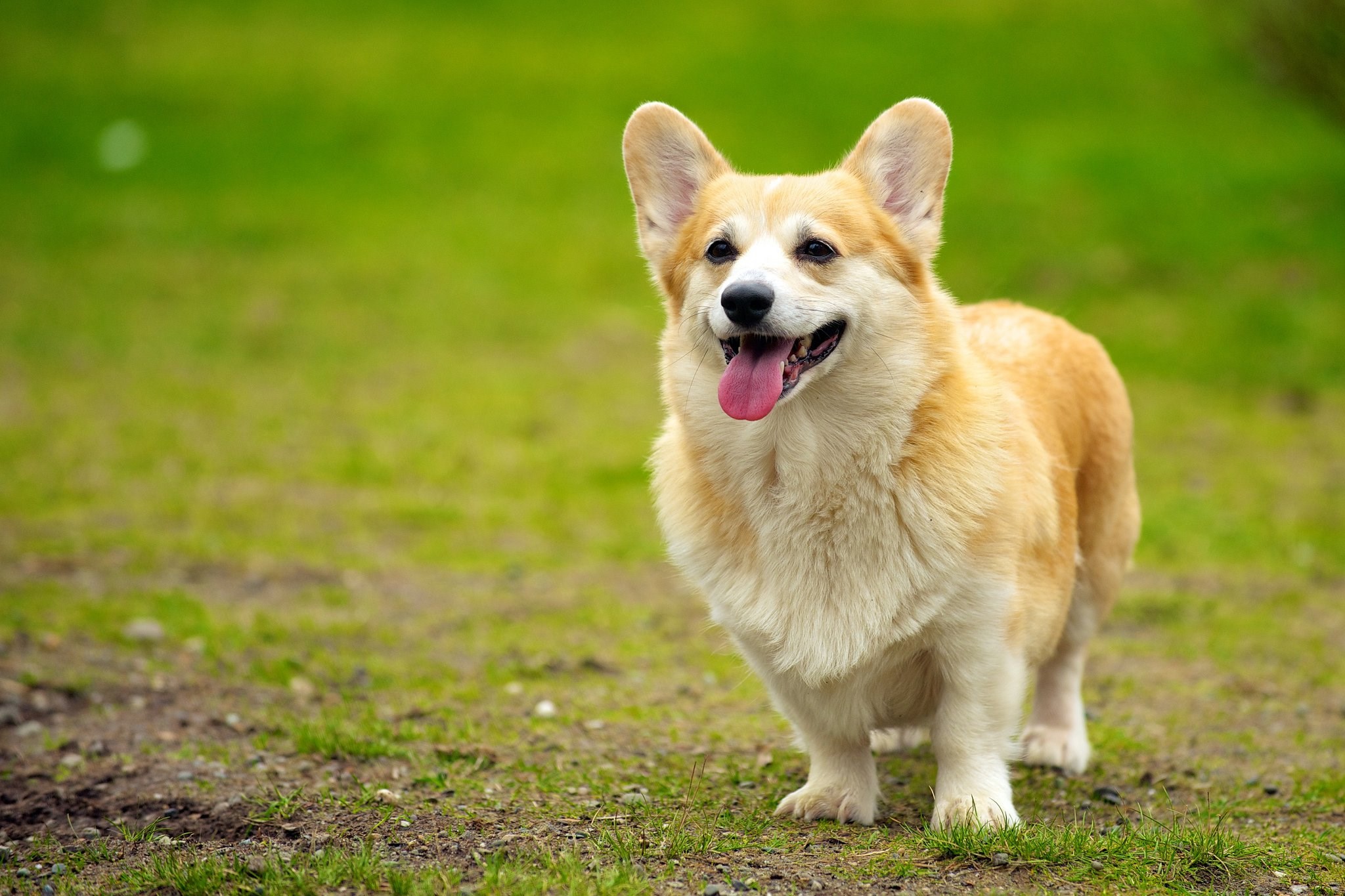 Pembroke Welsh Corgi standing on grass HD Wallpaper