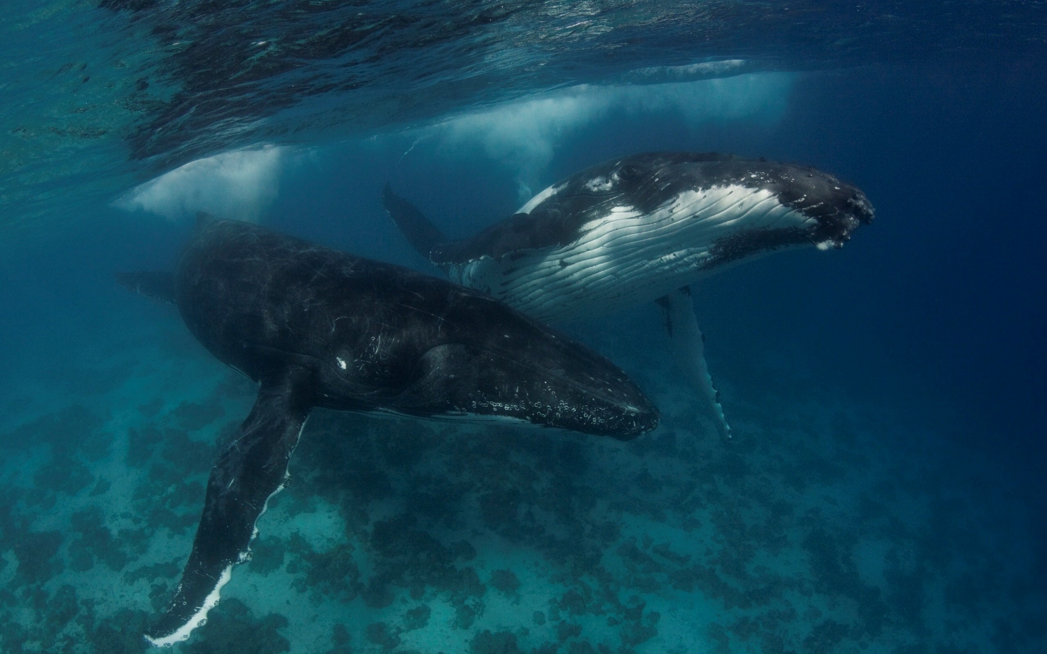 Two humpback whales swimming underwater HD Wallpaper