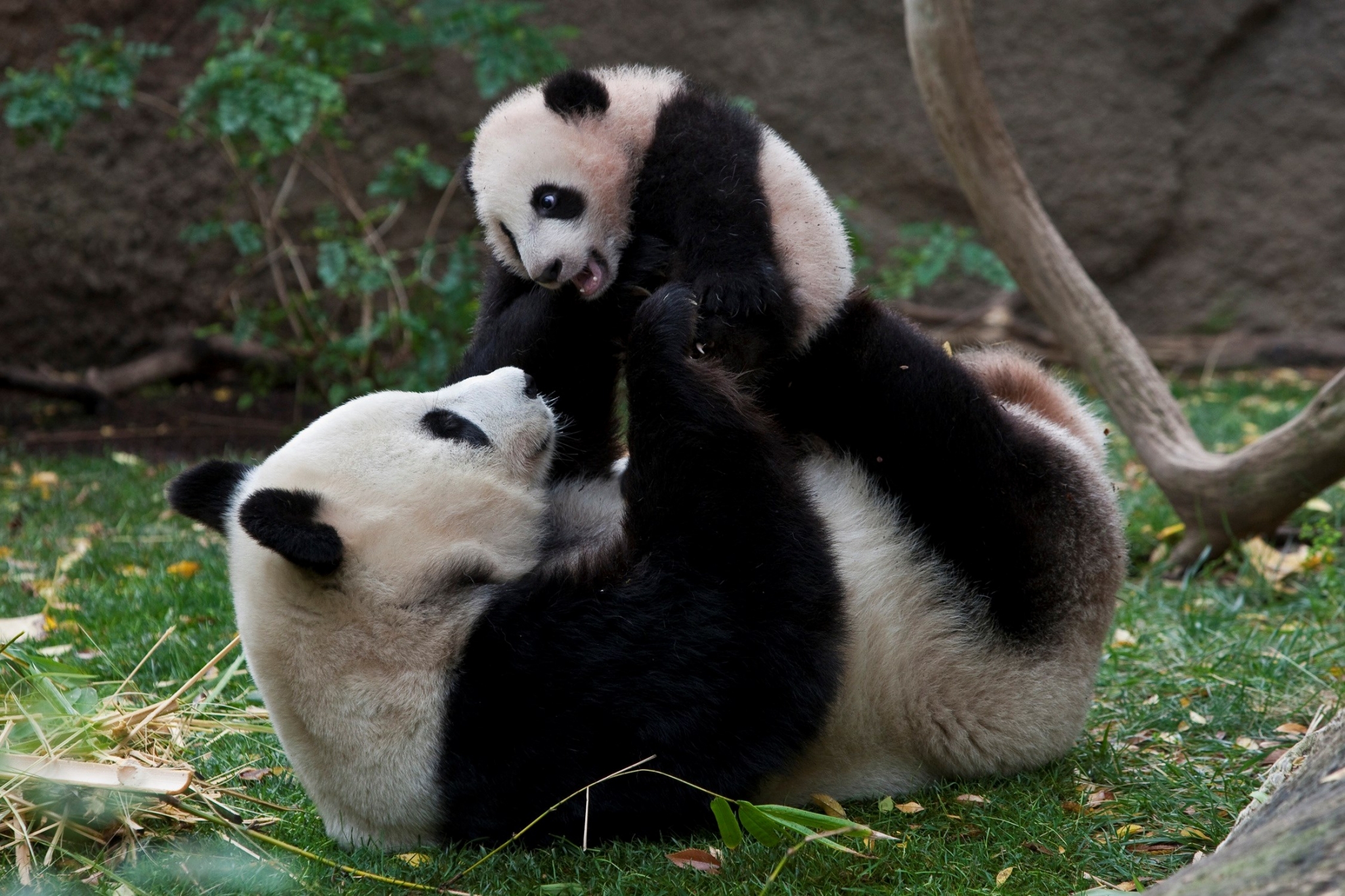 Two pandas playing on grass HD Wallpaper