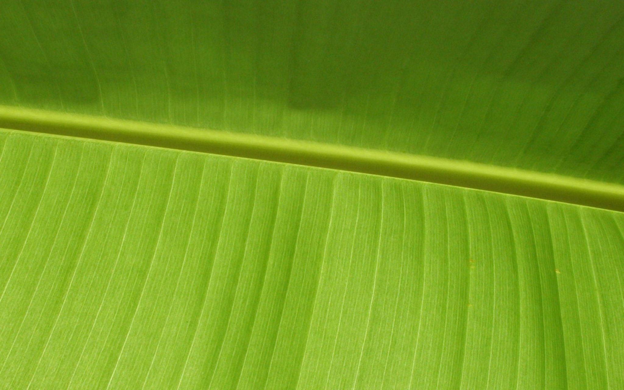 Close-up of a green banana leaf HD Wallpaper
