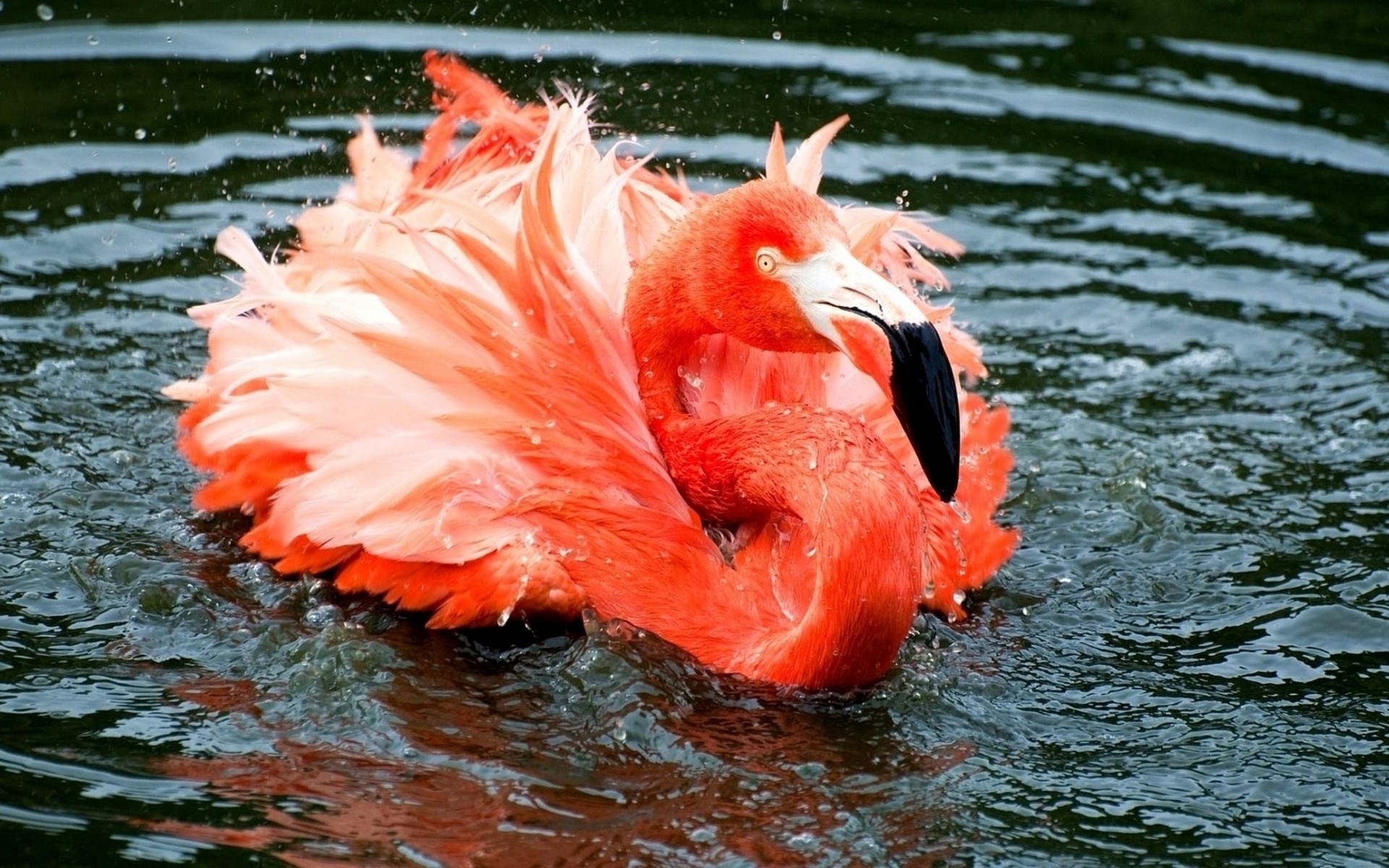 Flamingo bathing in water HD Wallpaper