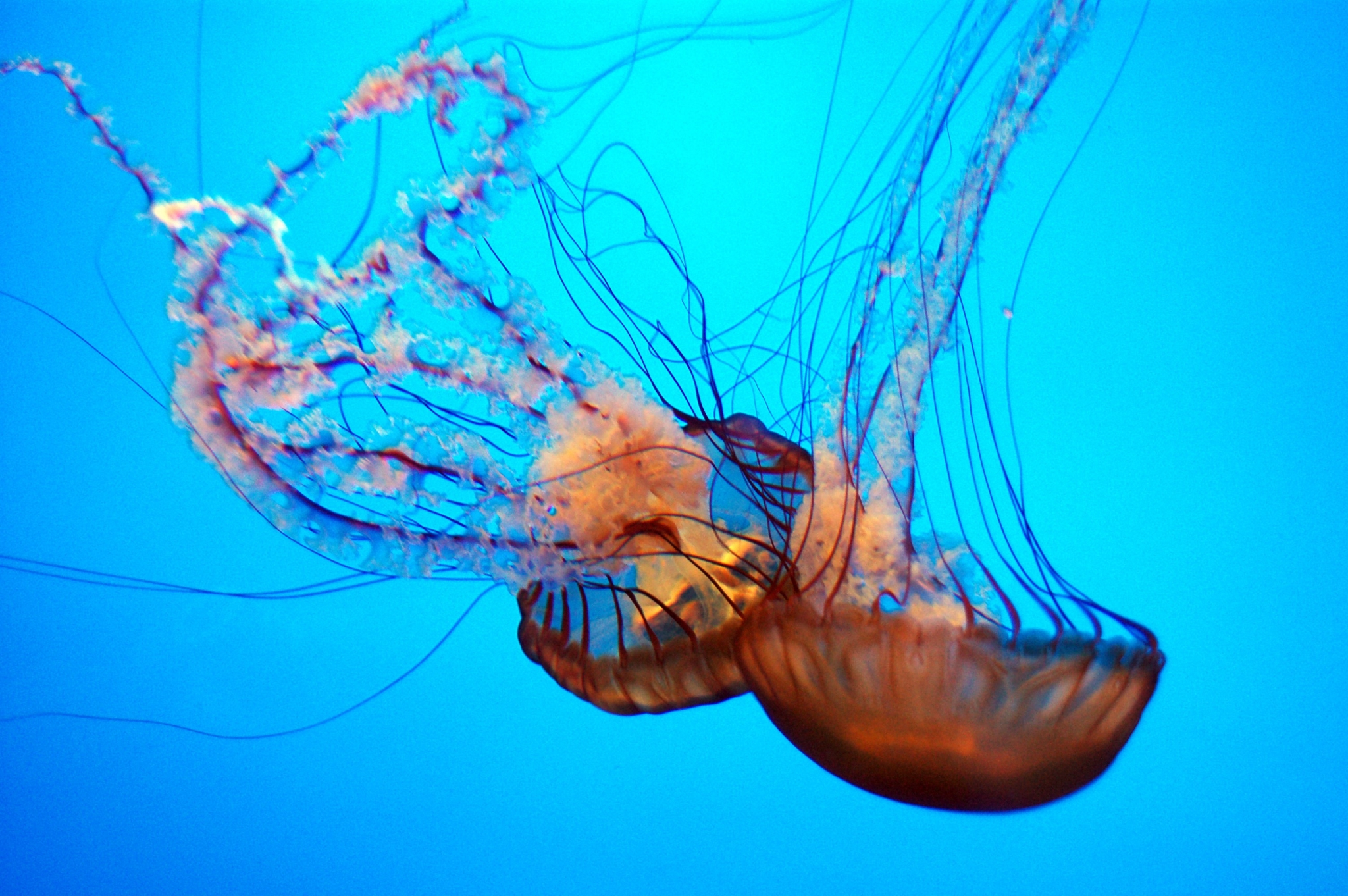 Two Jellyfish in Blue Water HD Wallpaper