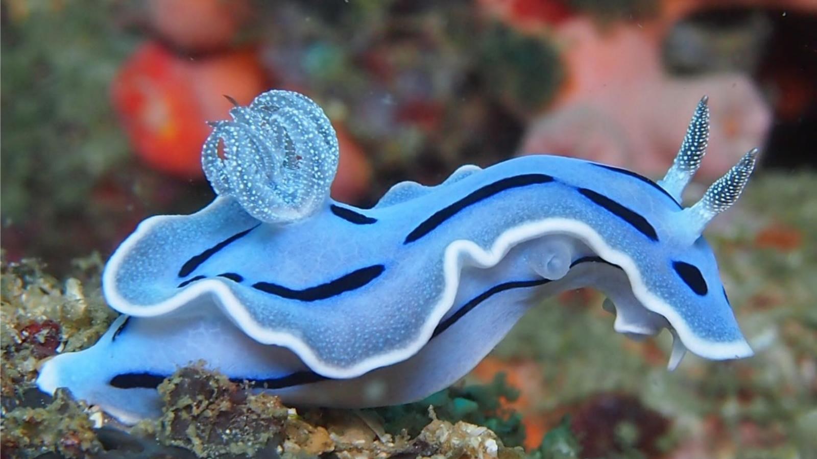 Blue sea slug with black stripes on coral reef HD Wallpaper