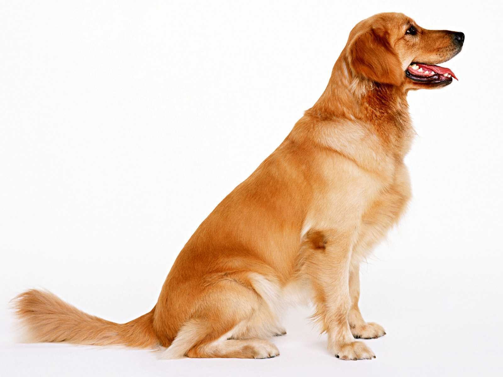 Golden Retriever dog sitting HD Wallpaper
