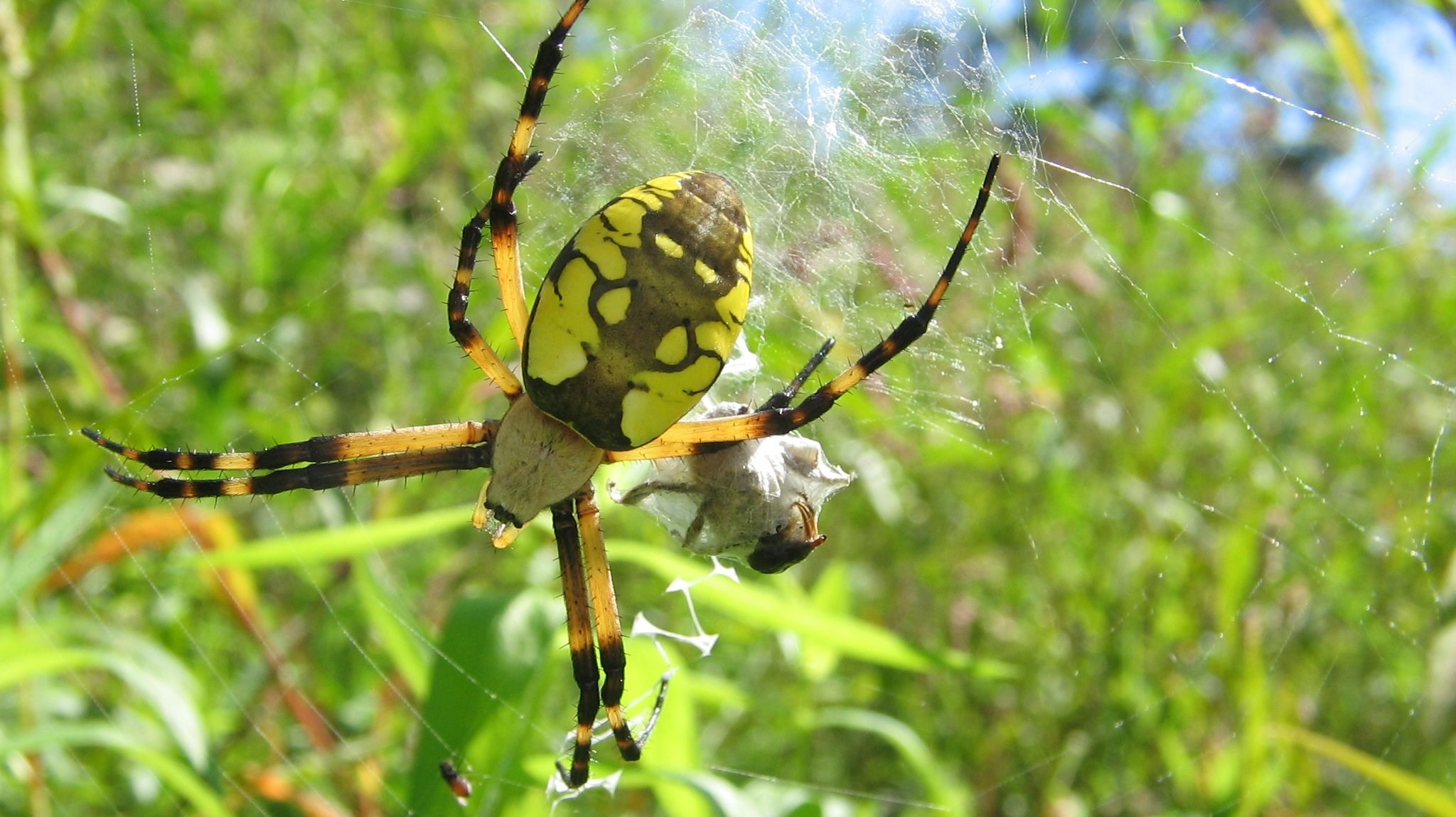 Yellow and black garden spider on web HD Wallpaper