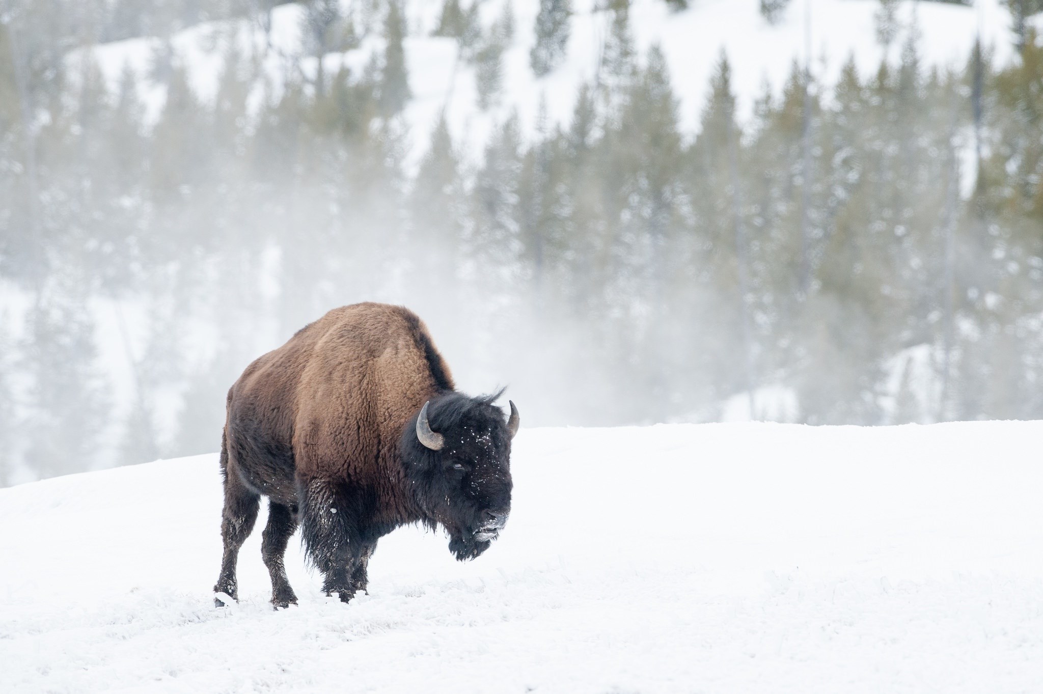 American Bison in a Snowy Landscape HD Wallpaper
