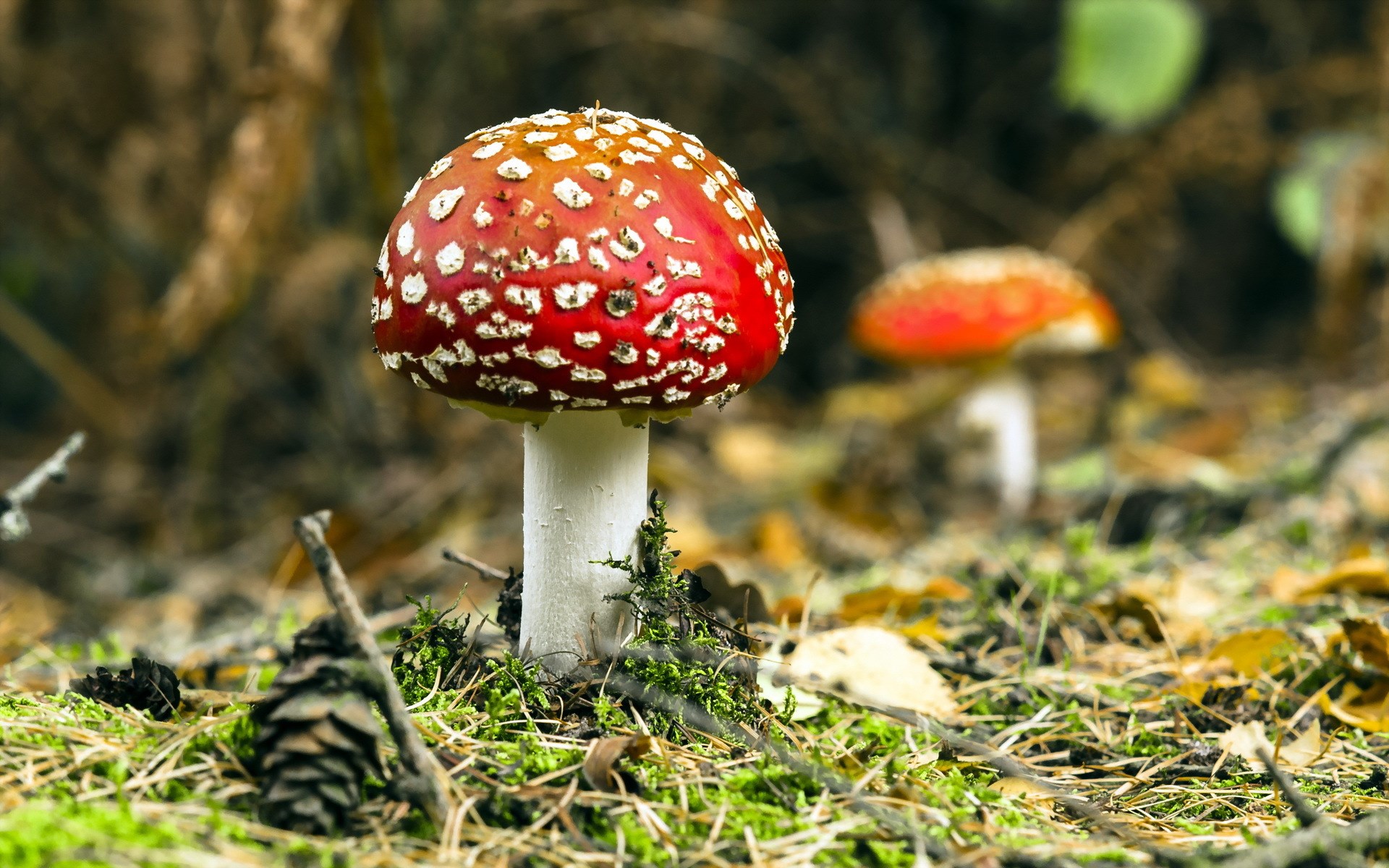 Amanita muscaria mushroom in a forest HD Wallpaper