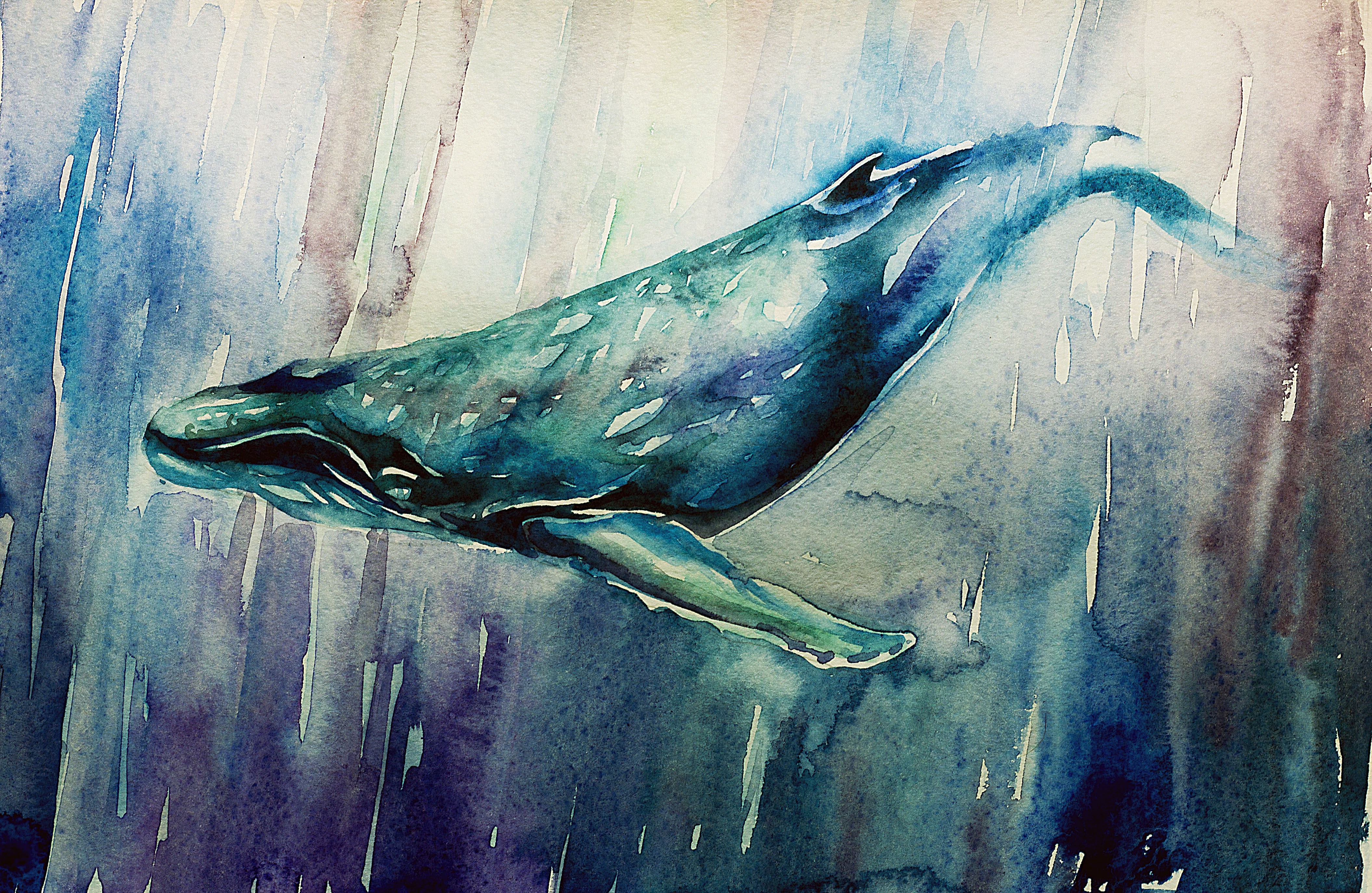 Watercolor painting of a whale swimming HD Wallpaper