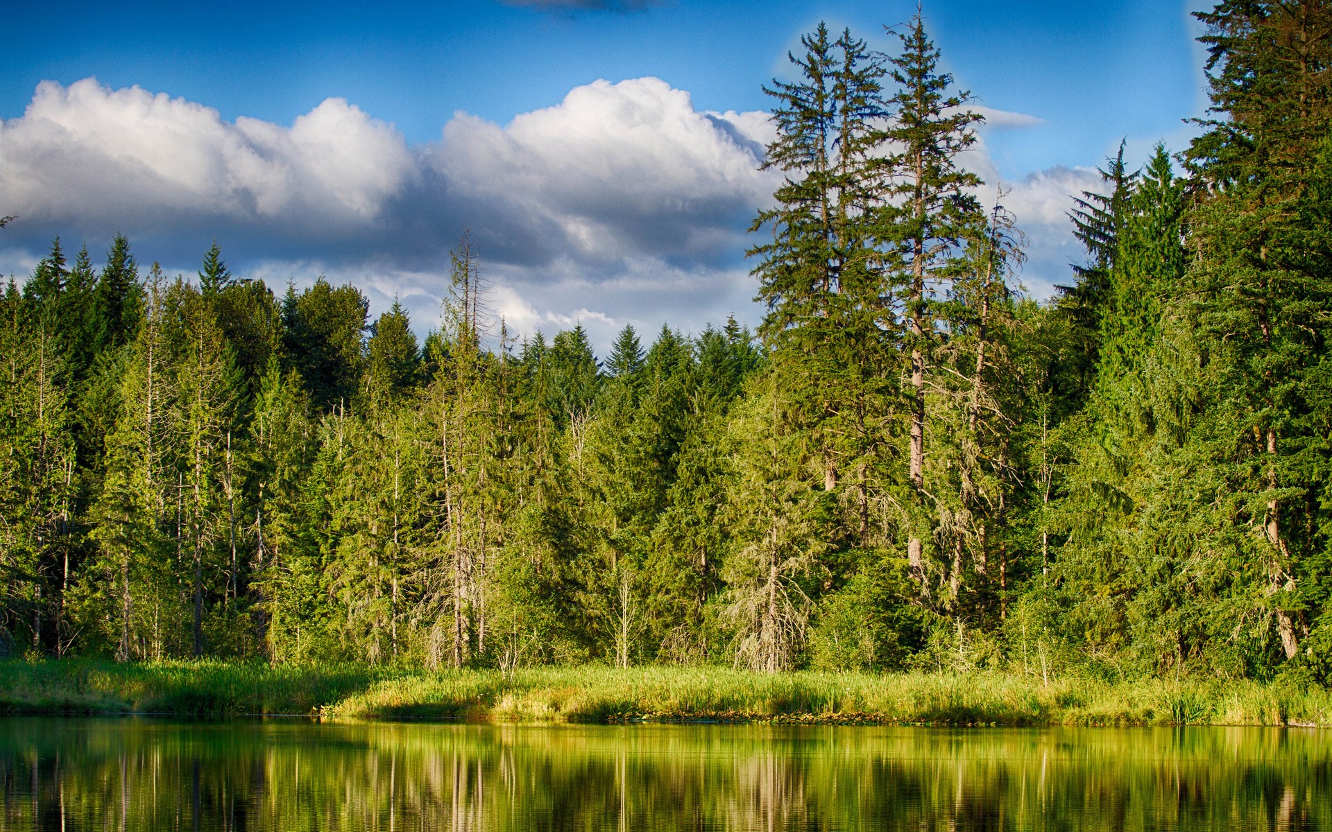 Forest and lake with reflections HD Wallpaper