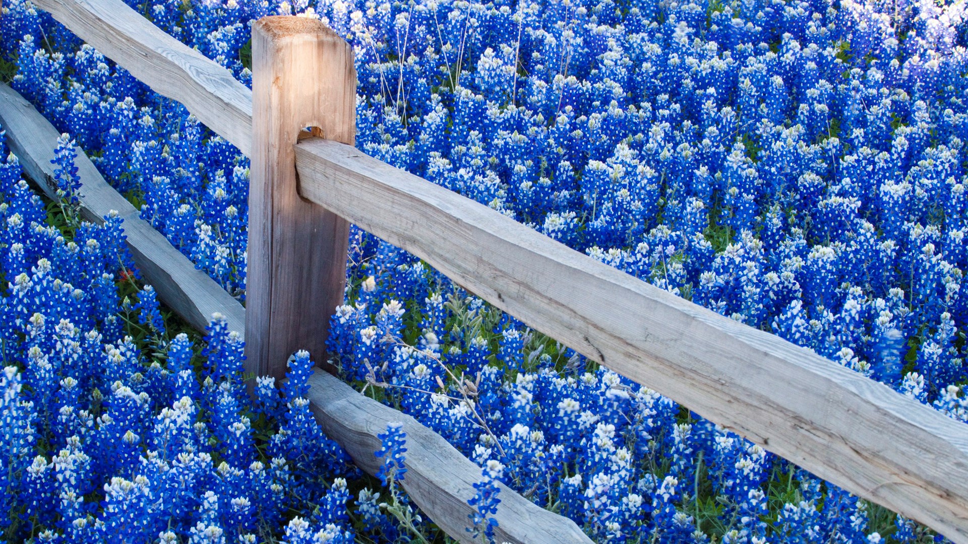 Texas Bluebonnets and Wooden Fence HD Wallpaper