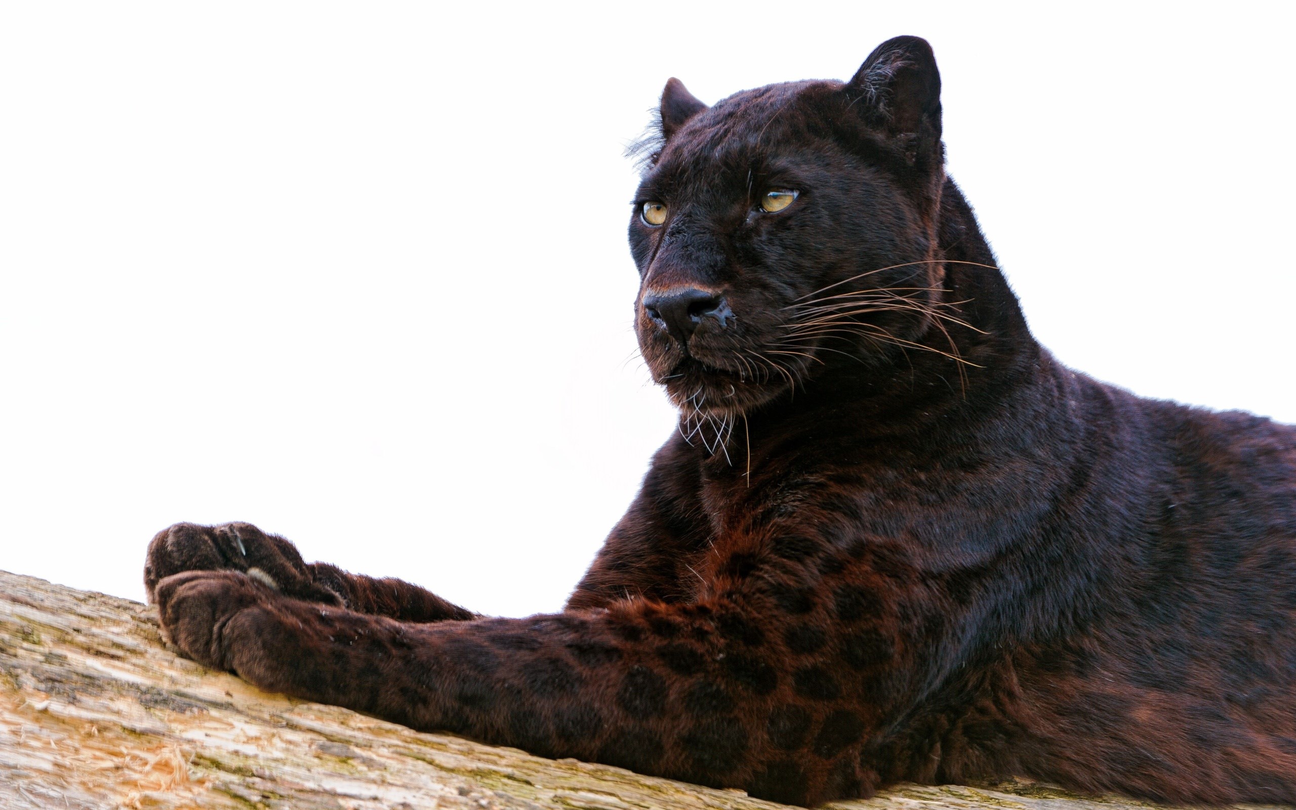 Black Panther resting on a log HD Wallpaper