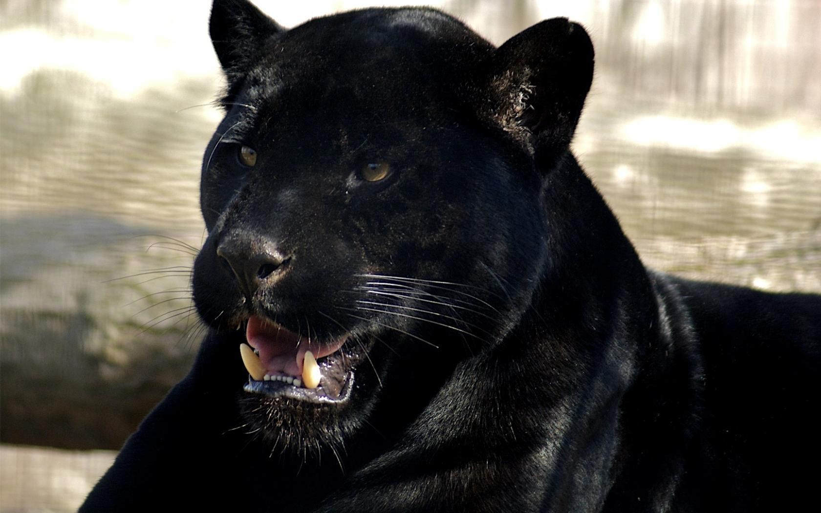 Black Panther with mouth open HD Wallpaper