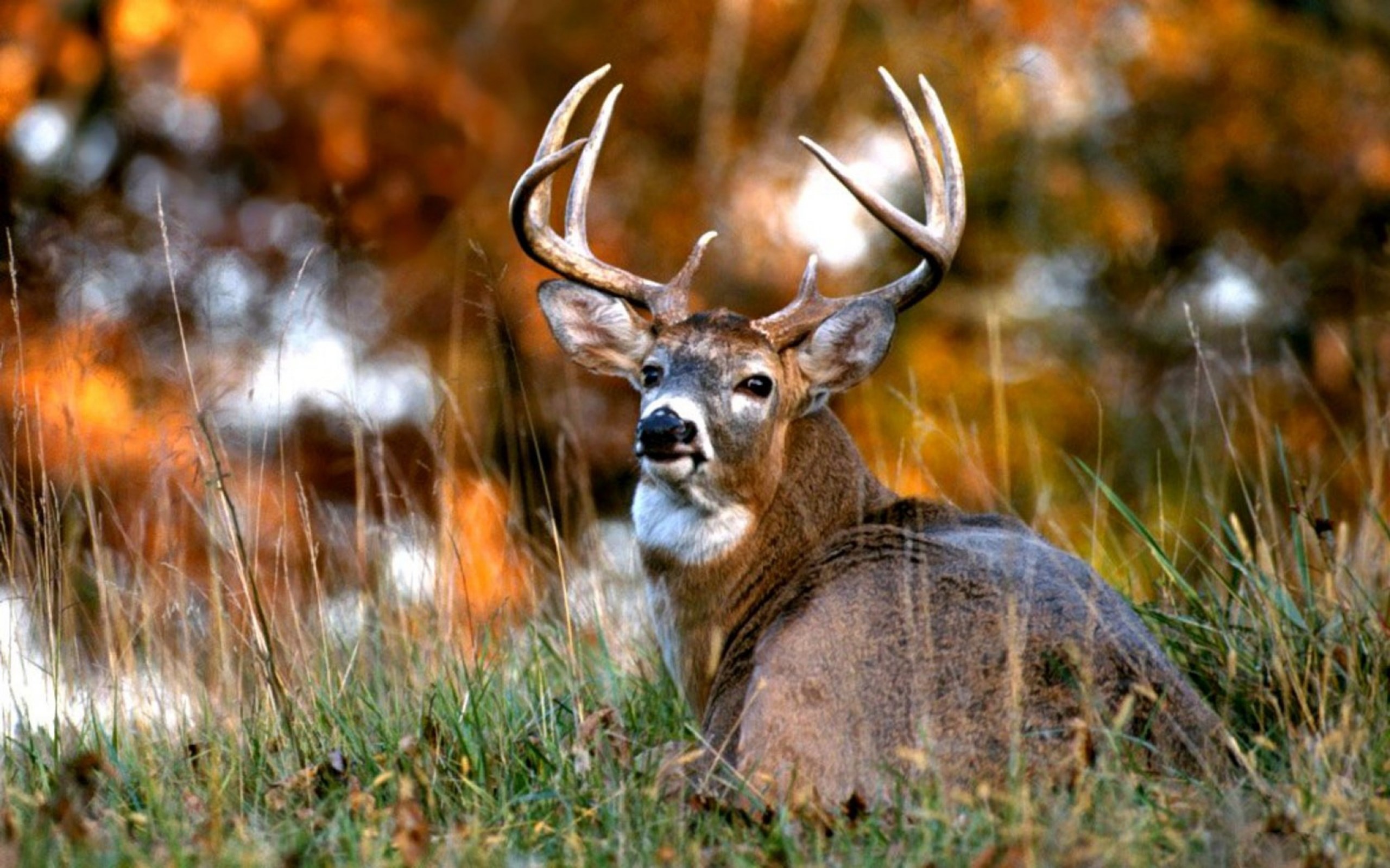 Majestic Deer Resting in Autumn Grass HD Wallpaper