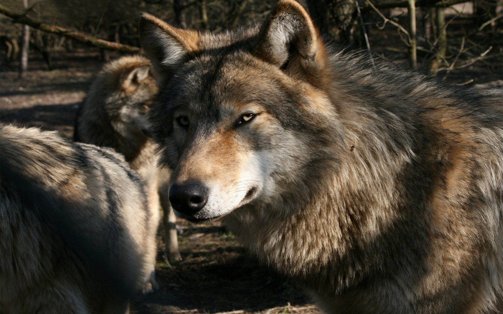 Close-up of a wolf in a forest HD Wallpaper