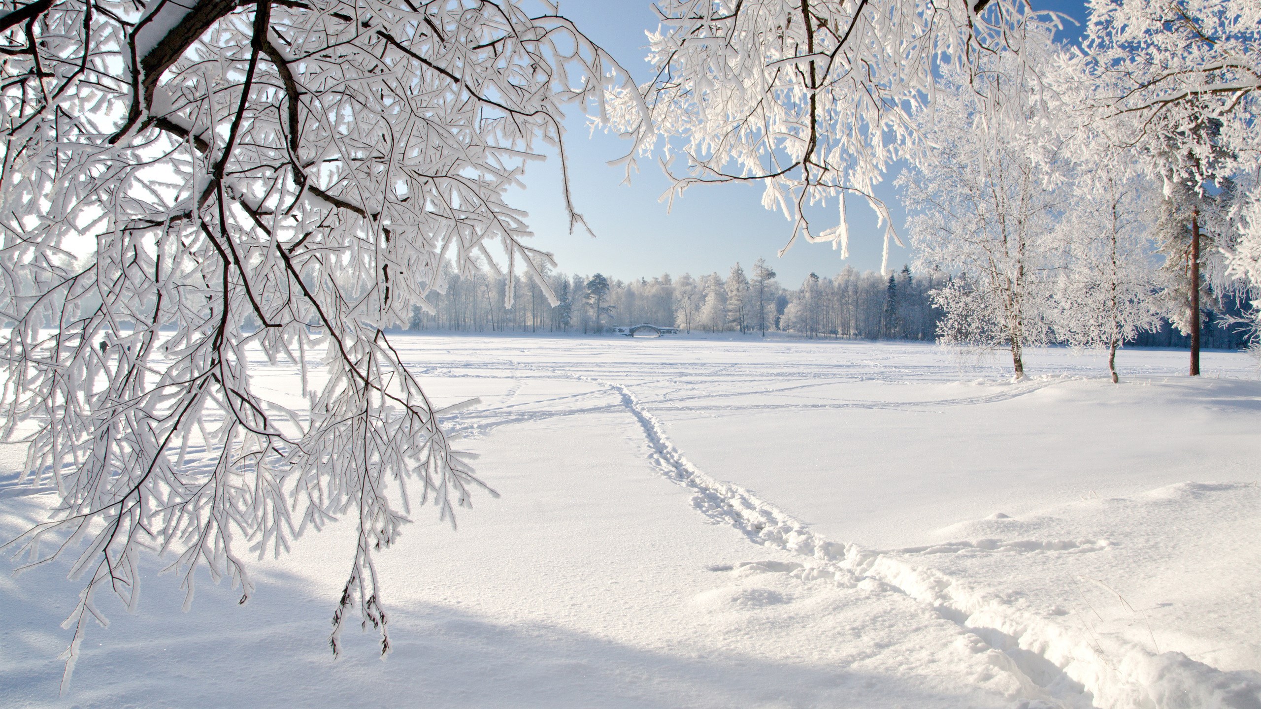 Snowy landscape with frosted trees and footprints HD Wallpaper