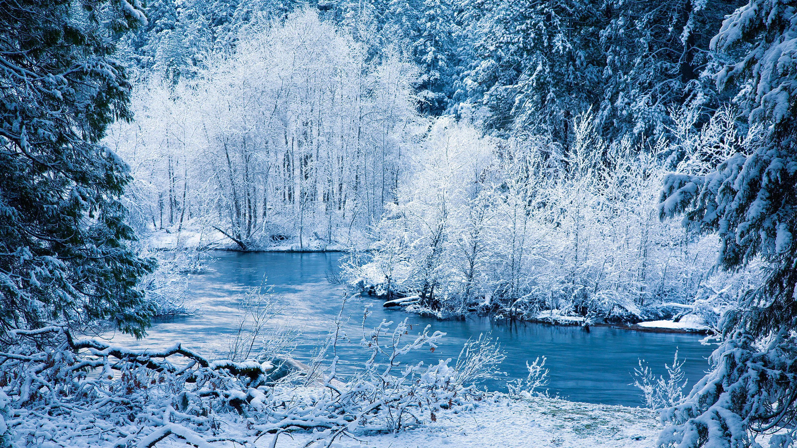 Winter river flowing through a snow-covered forest HD Wallpaper