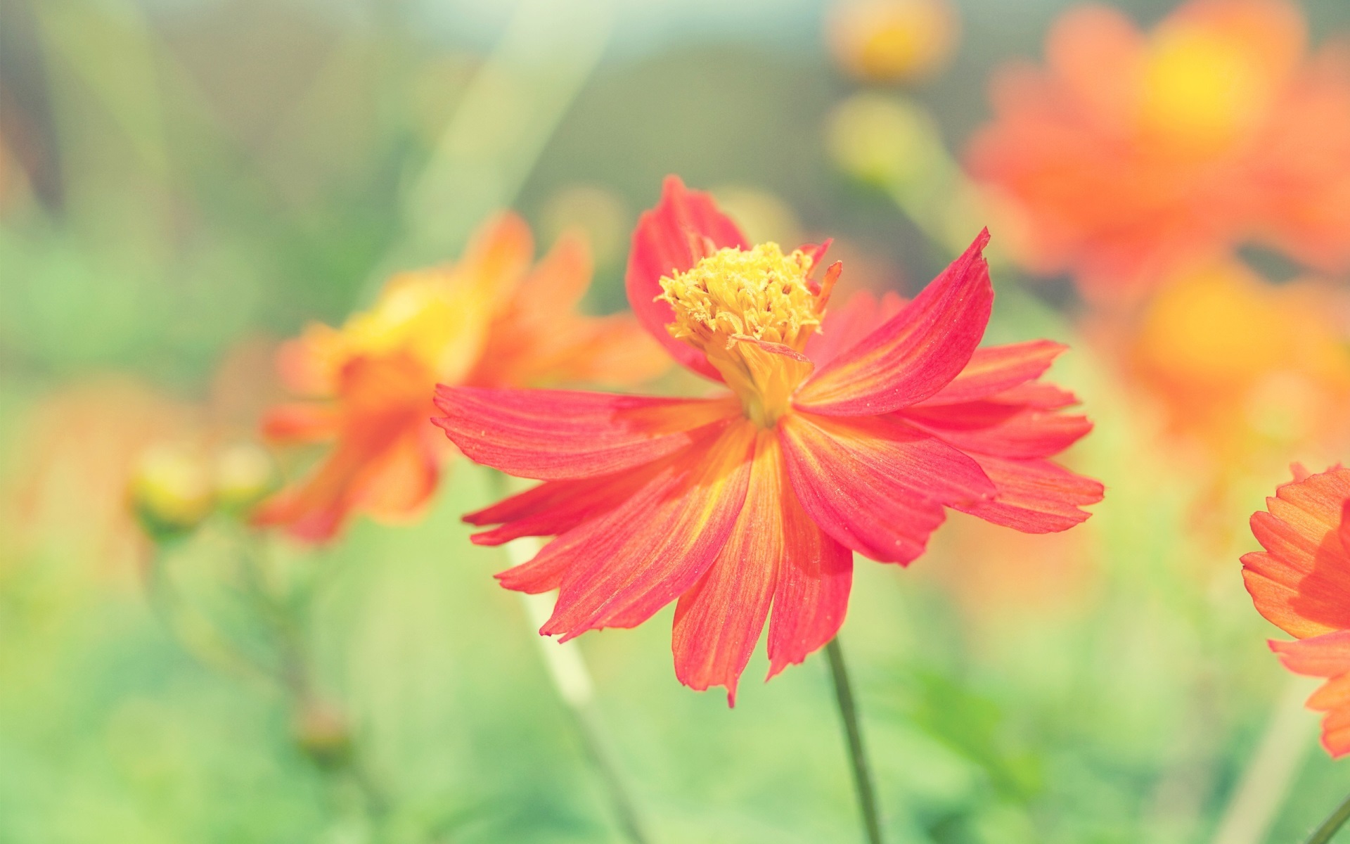 Orange and Red Cosmos Flowers in Sunlight HD Wallpaper