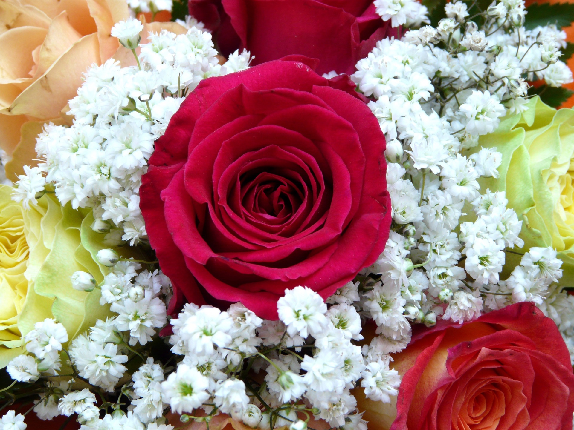 Red rose and baby's breath bouquet HD Wallpaper