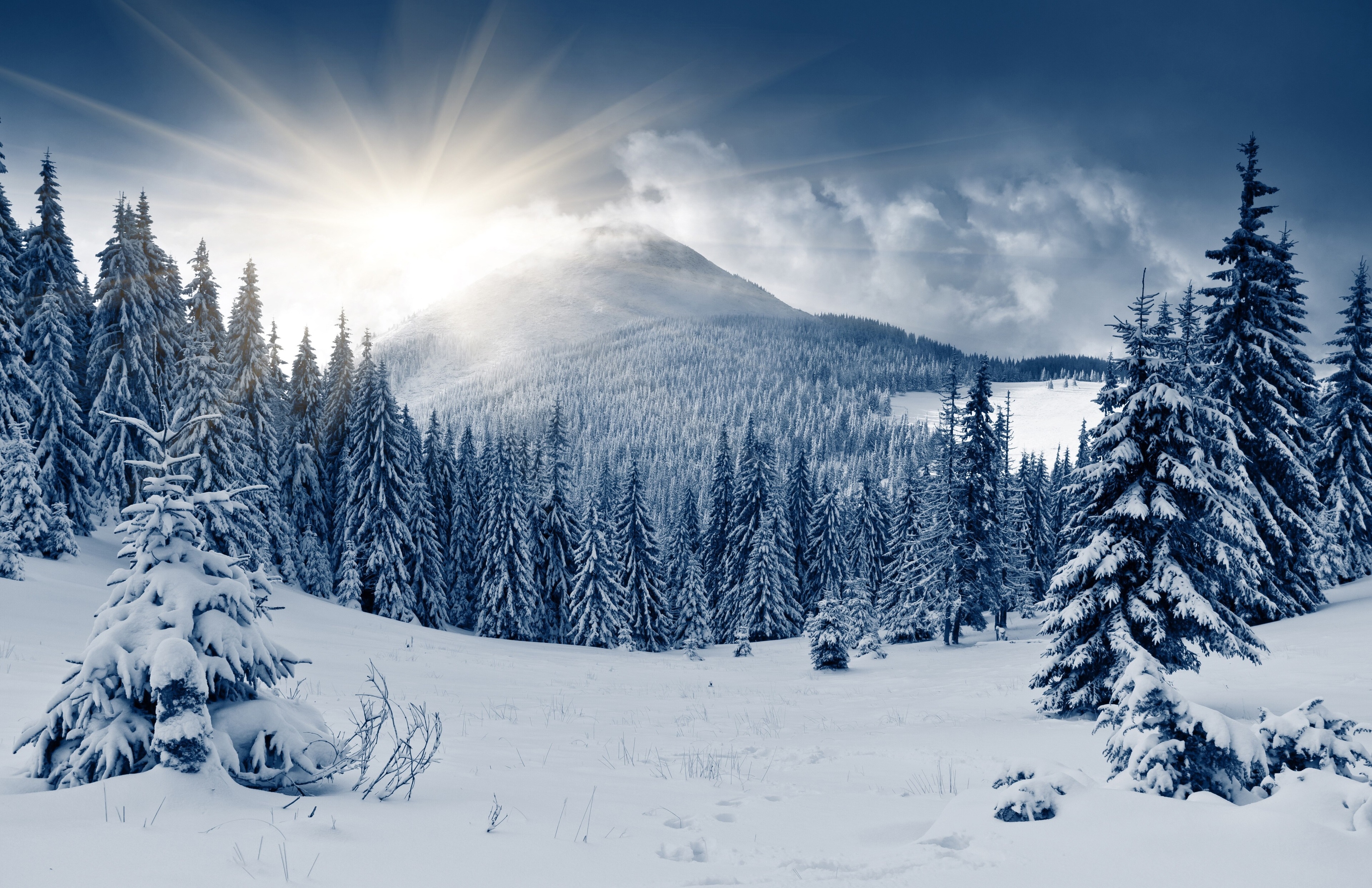 Winter forest with sun rays HD Wallpaper