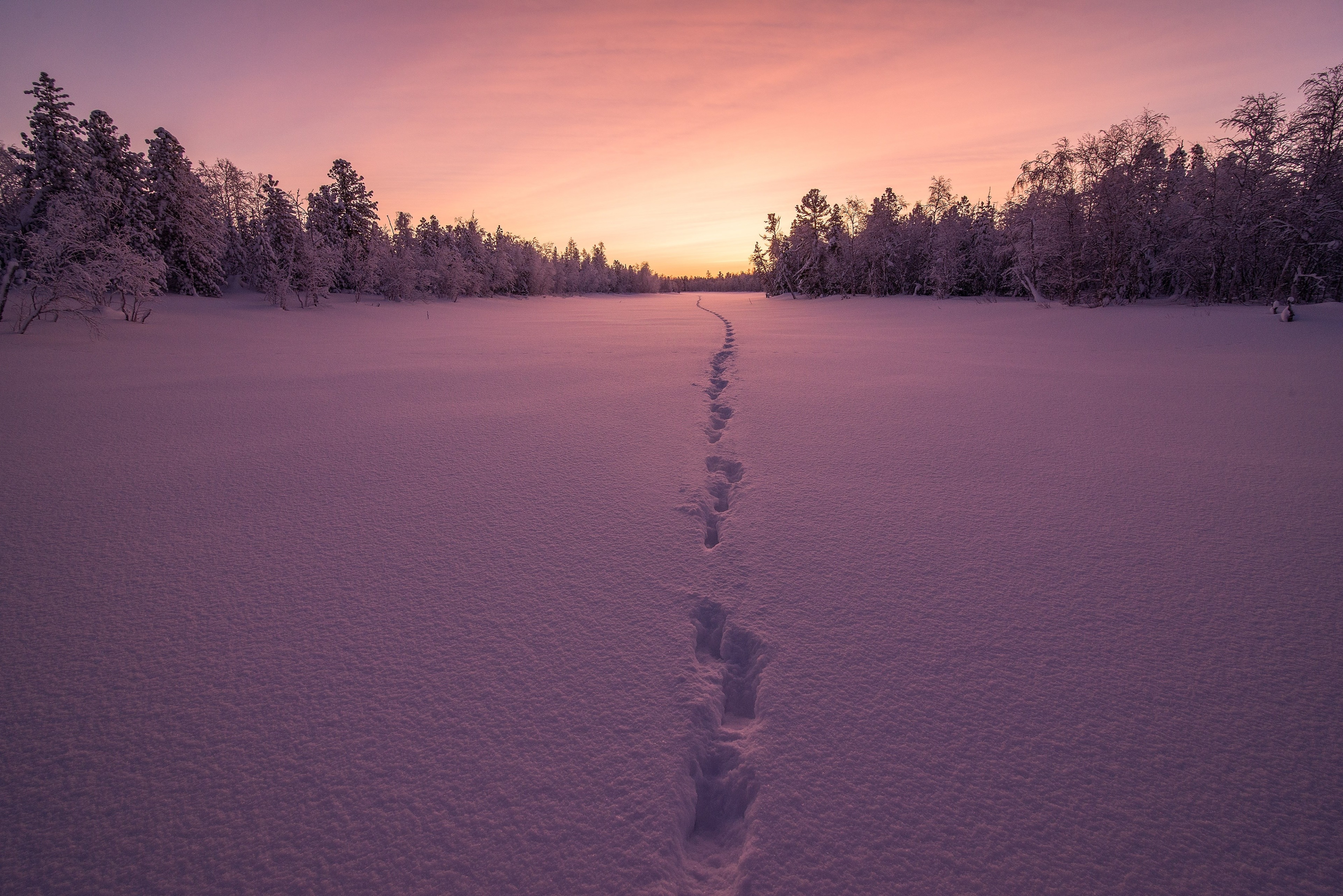 Winter forest path at sunset 4K HD Wallpaper