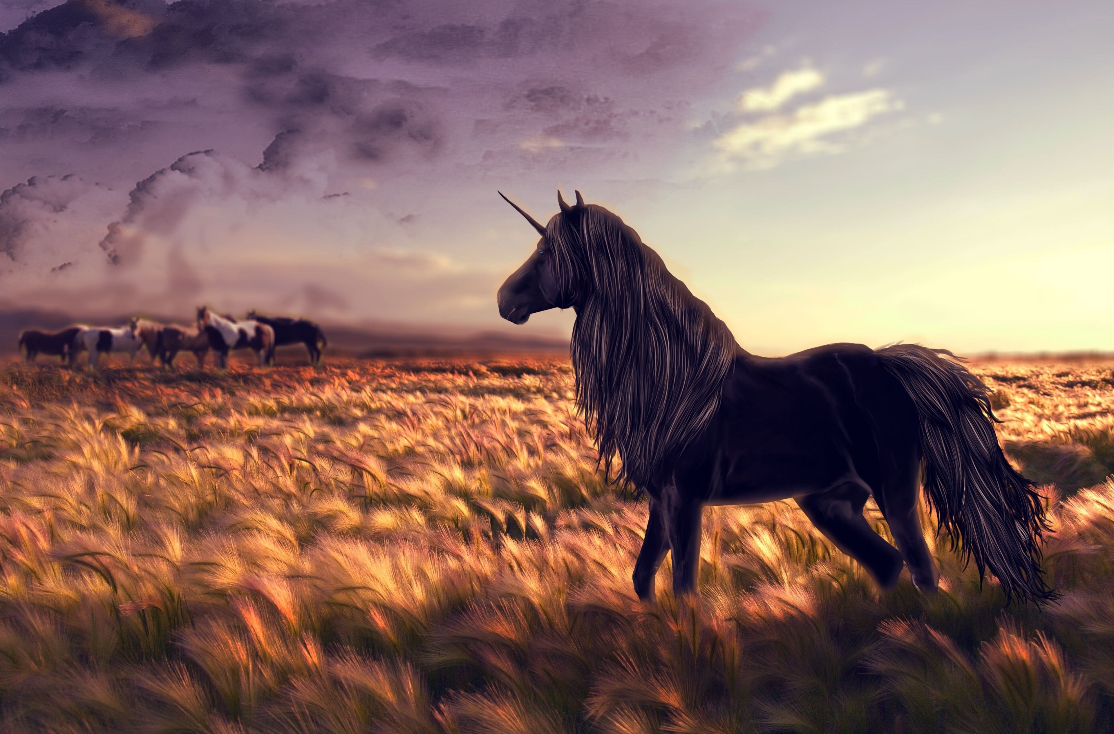 Black Unicorn in a Field at Sunset HD Wallpaper