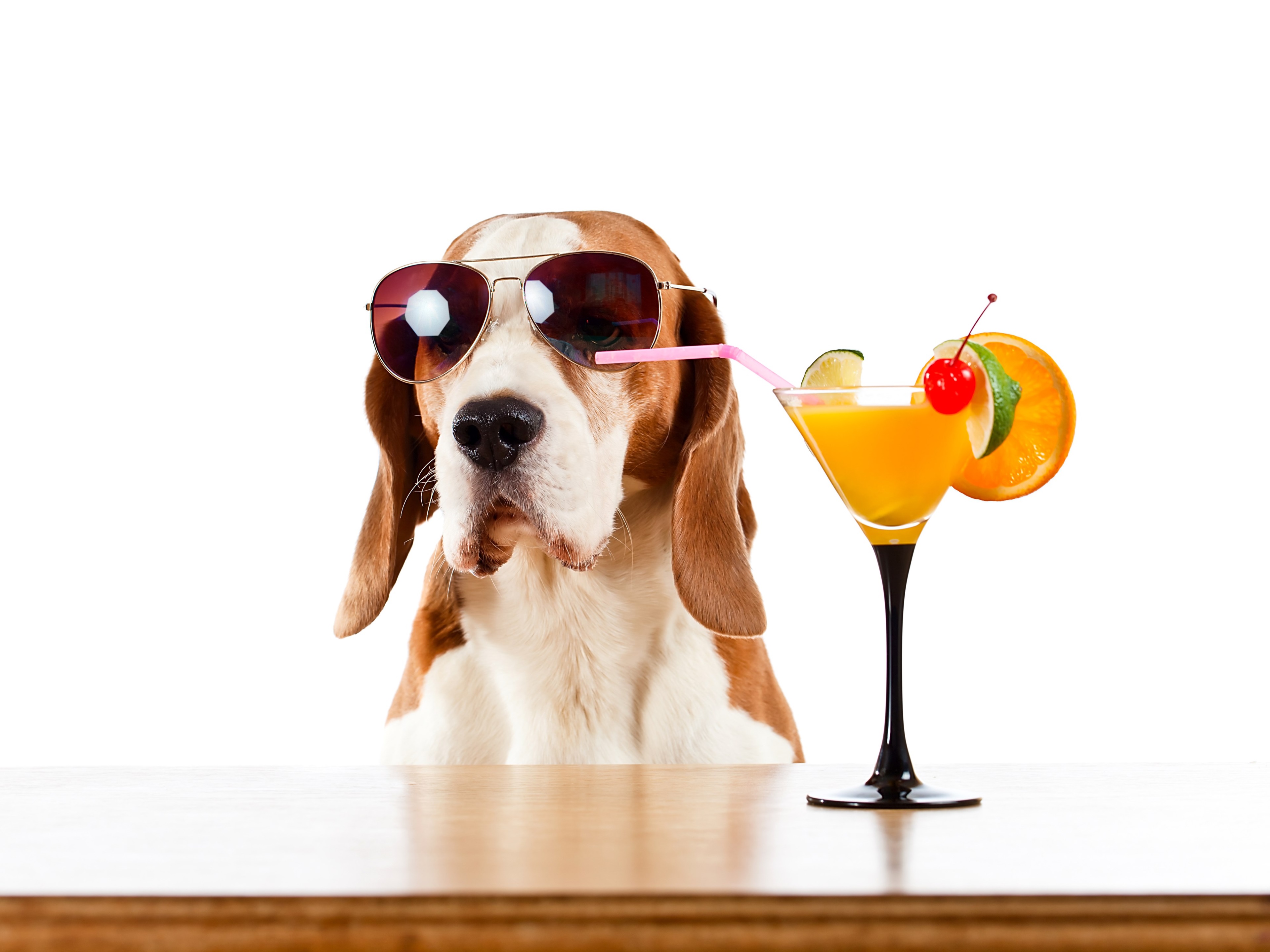 Beagle wearing sunglasses with a cocktail HD Wallpaper