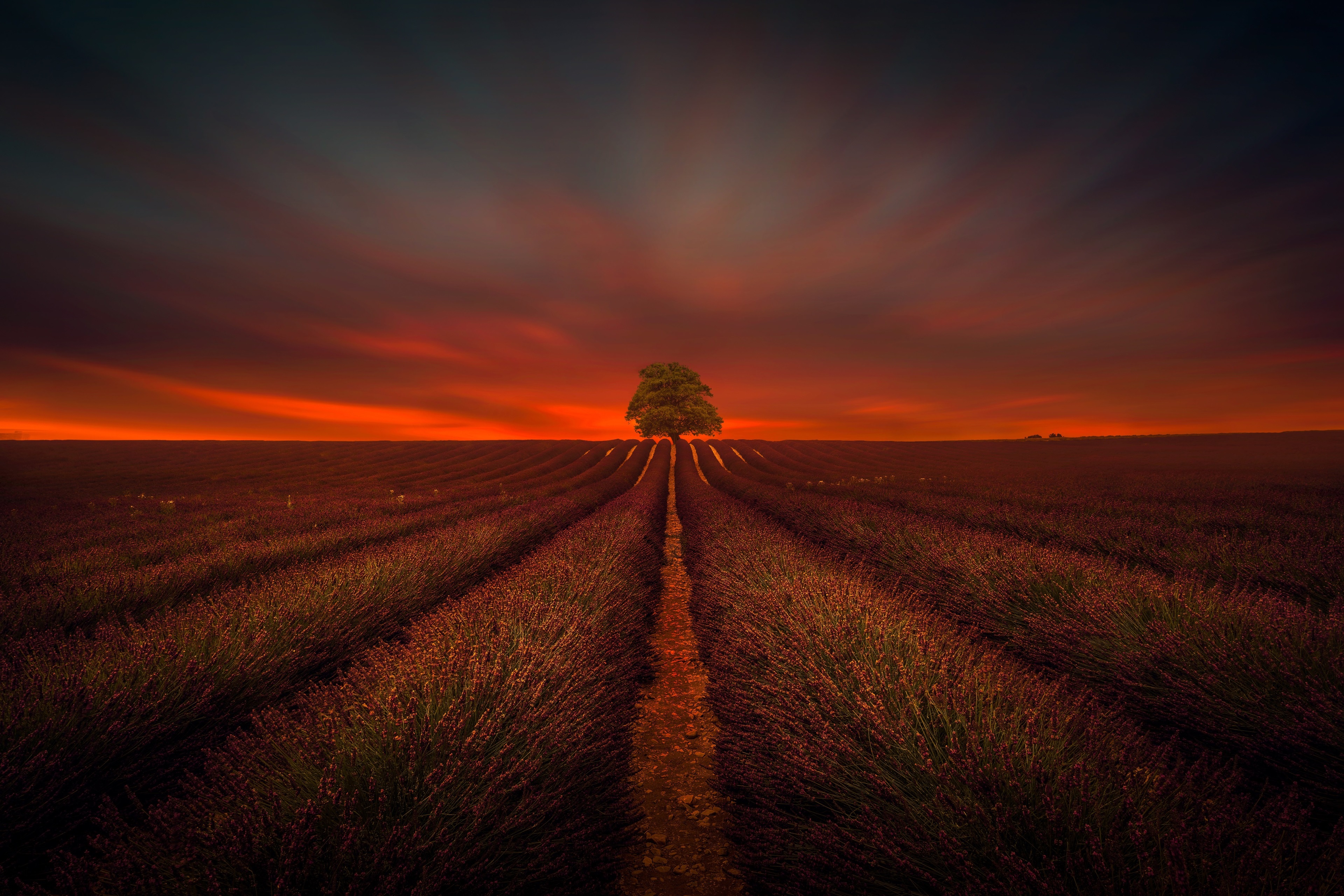 Tree in Lavender Field at Sunset HD Wallpaper