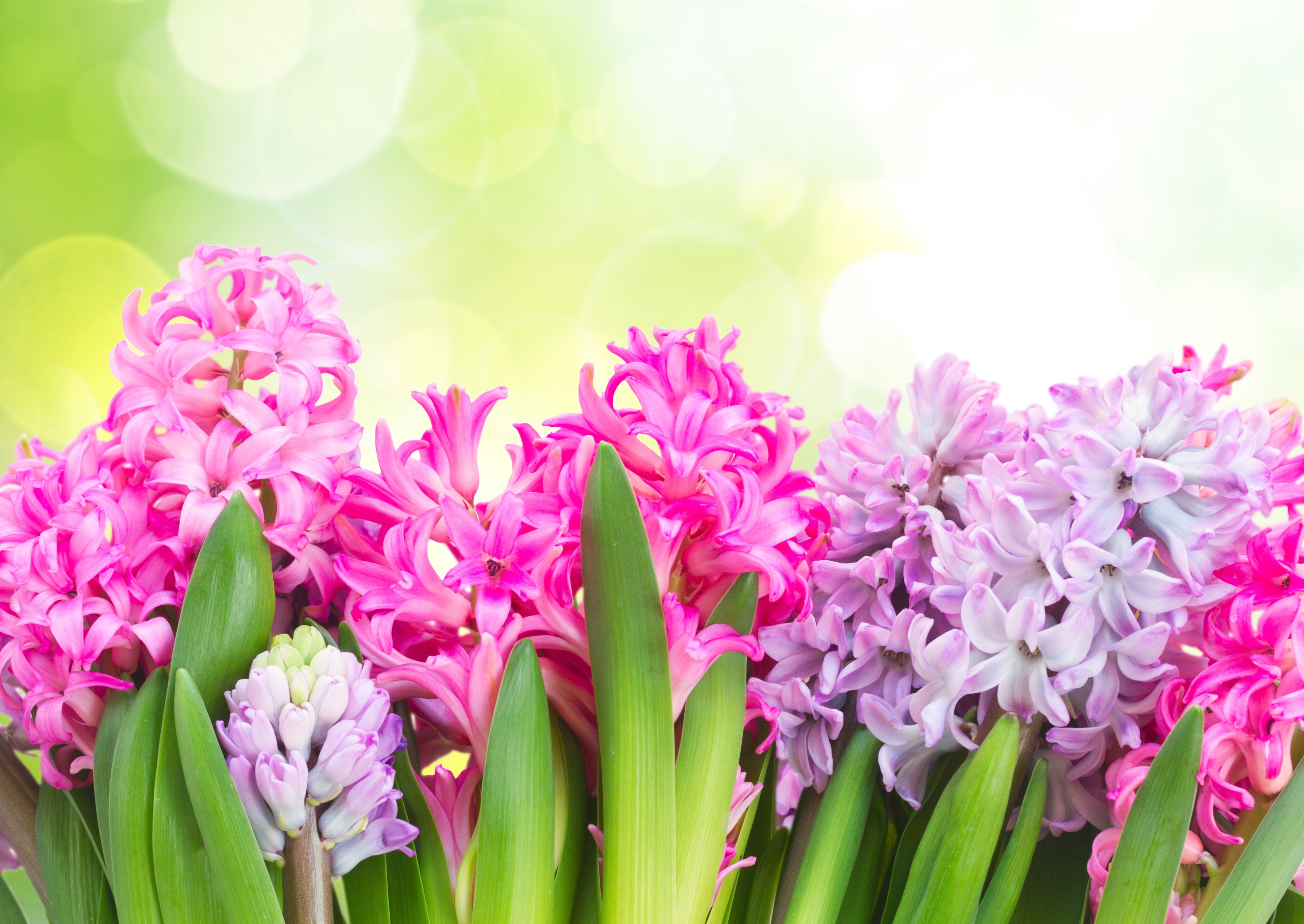 Pink and purple hyacinths with green bokeh background 4K HD Wallpaper
