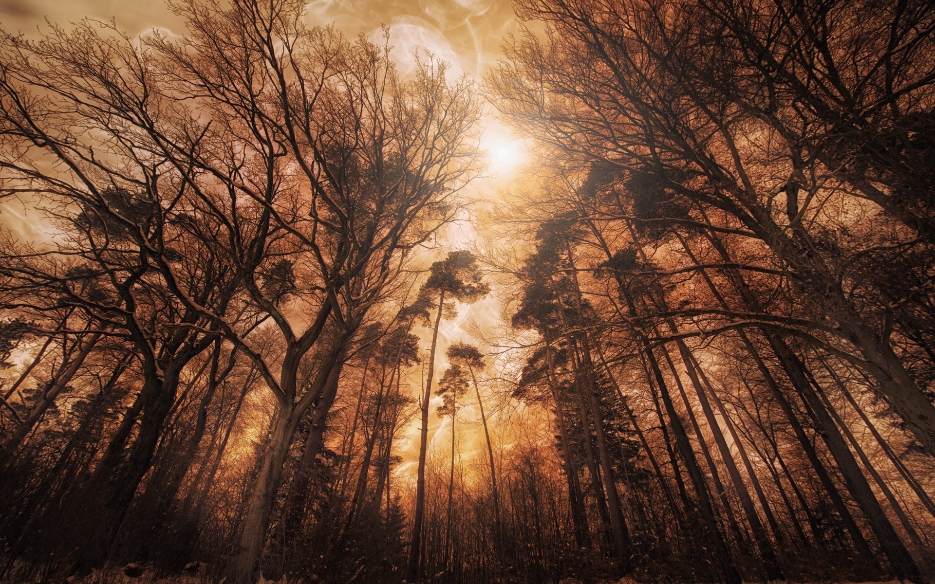 Bare trees in a forest with orange sky HD Wallpaper