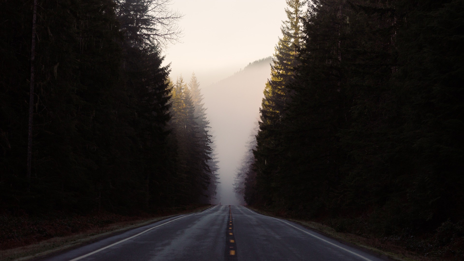 Road through a misty forest HD Wallpaper