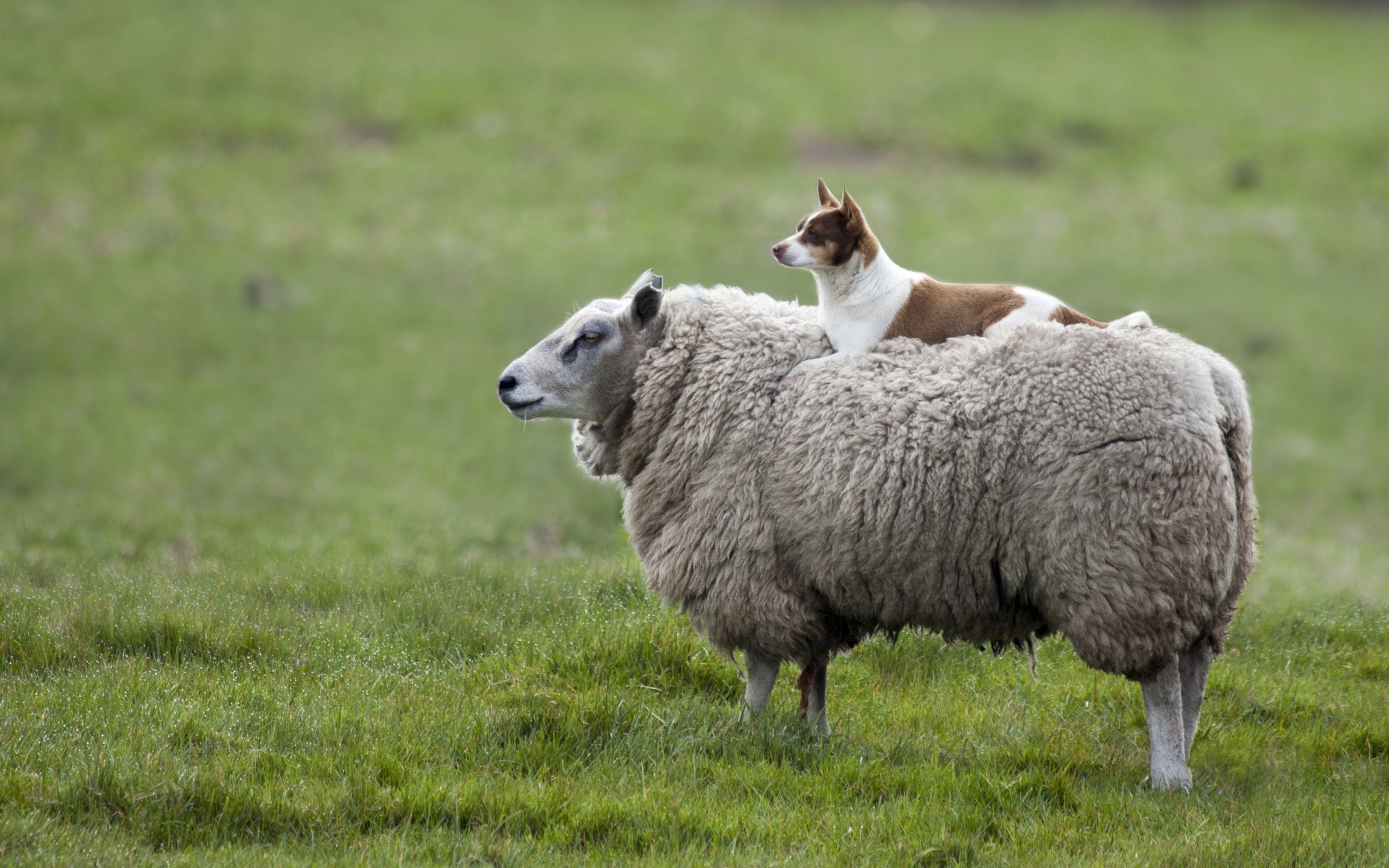 Dog resting on a sheep in a grassy field HD Wallpaper