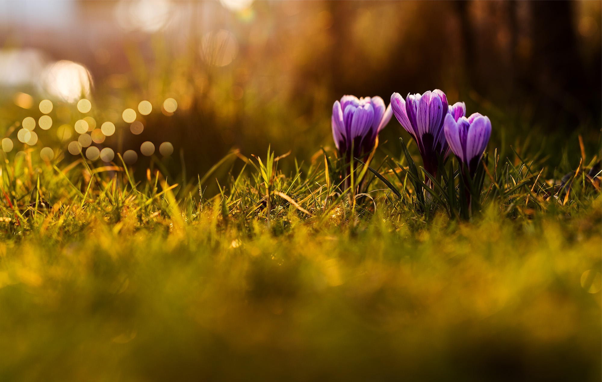 Purple crocuses in a grassy field with bokeh HD Wallpaper