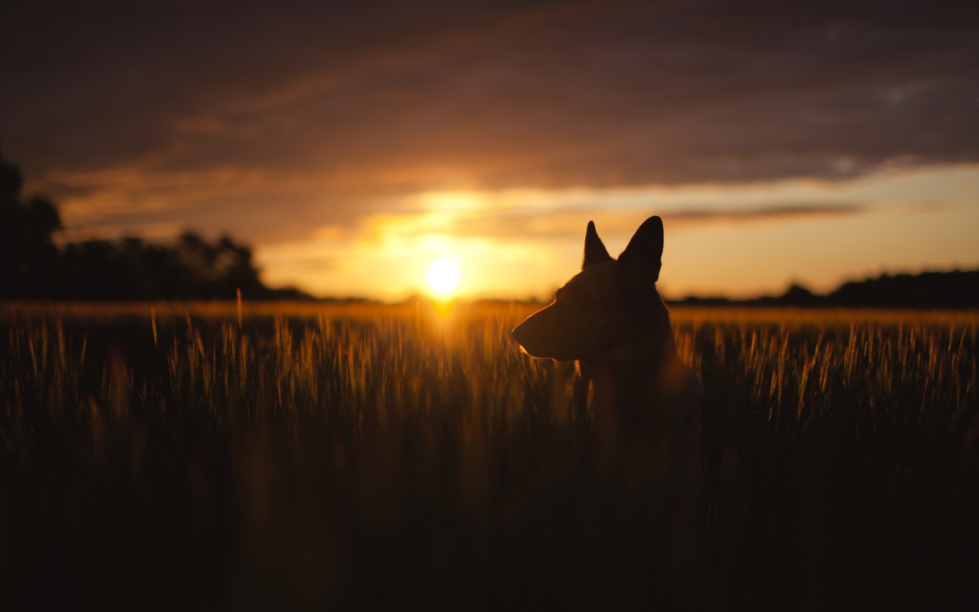 Dog silhouette in a wheat field at sunset HD Wallpaper
