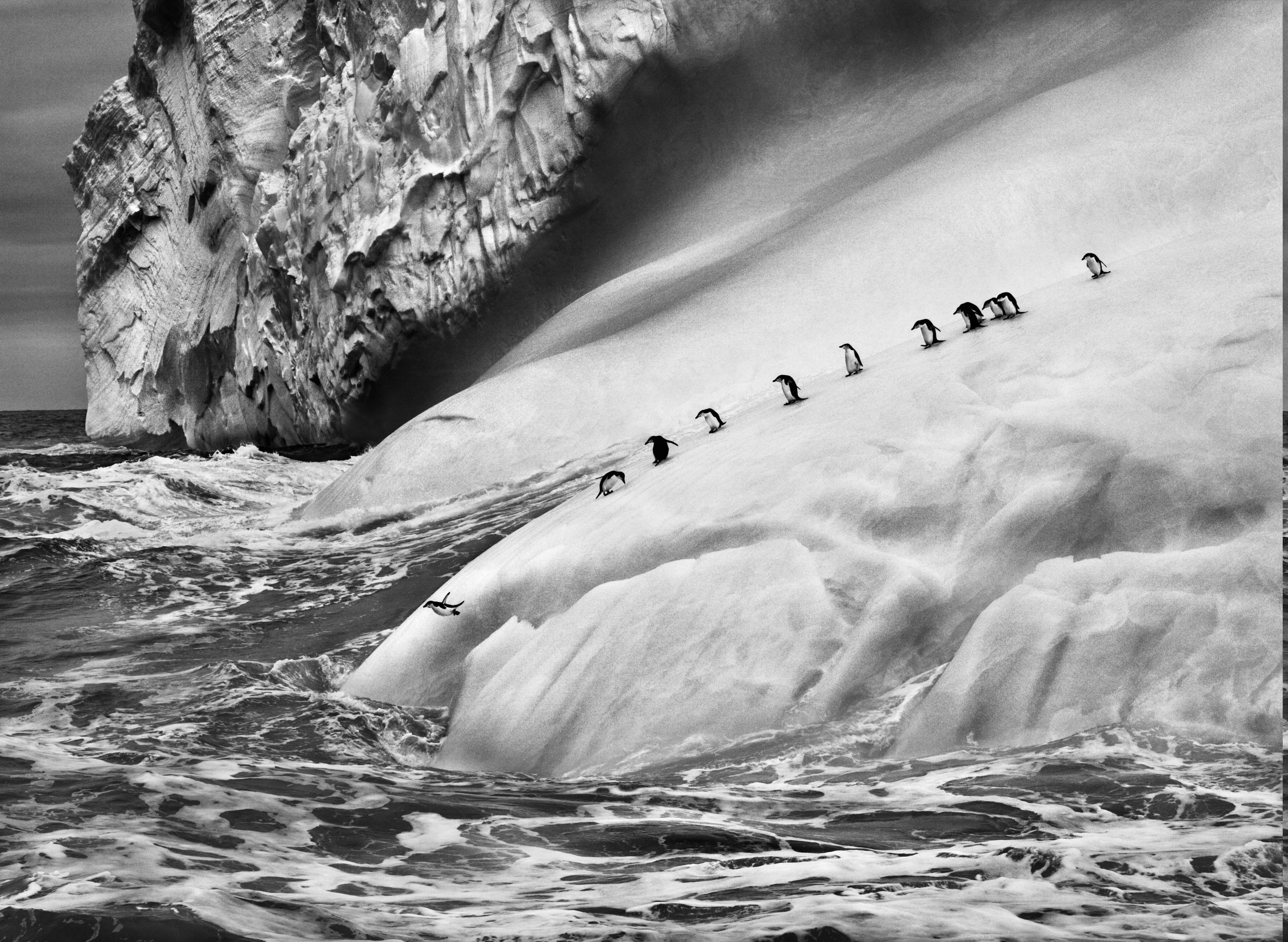 Penguins on an iceberg in Antarctica HD Wallpaper