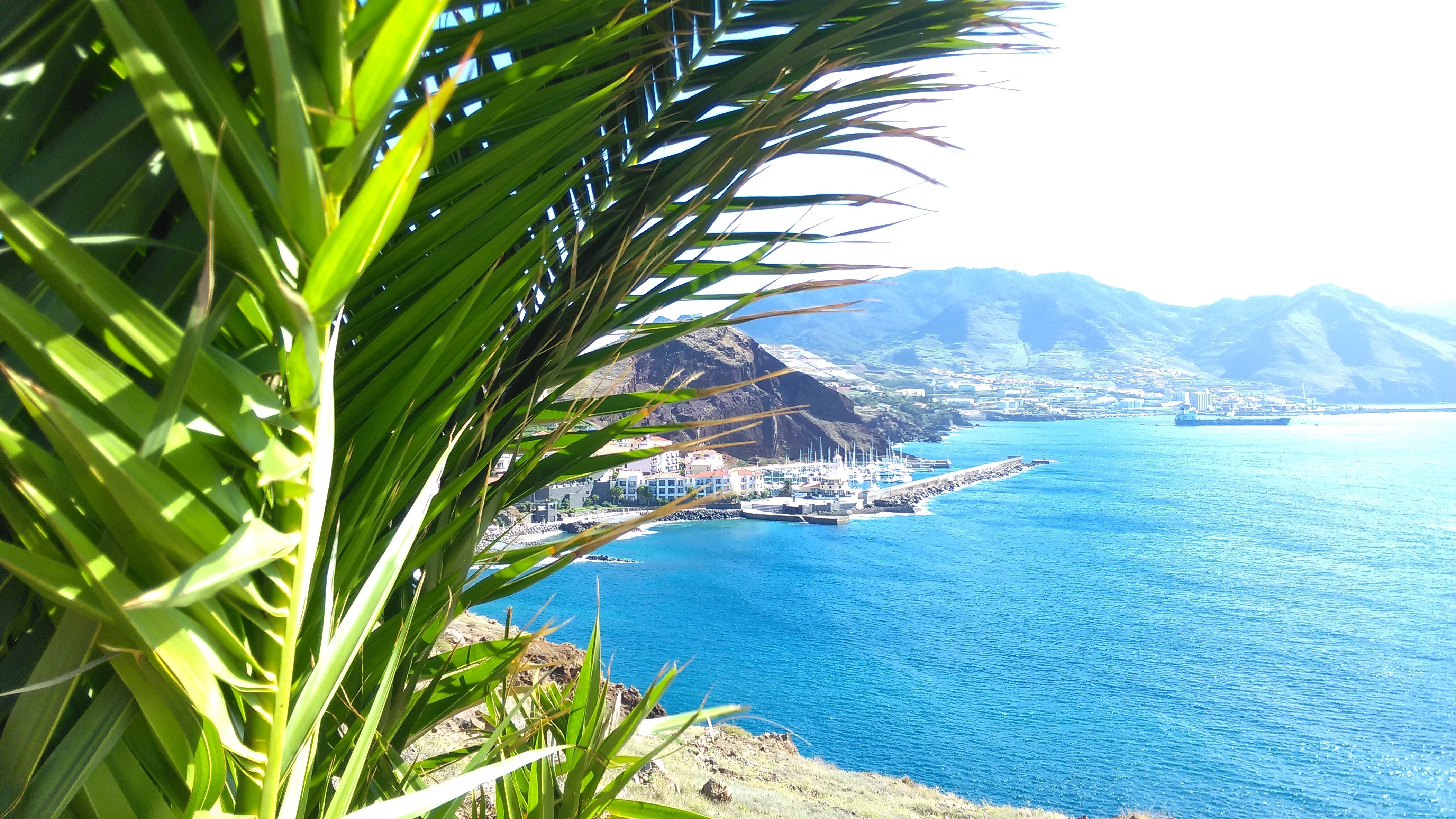 Palm trees overlooking a coastal city and bay in Madeira HD Wallpaper