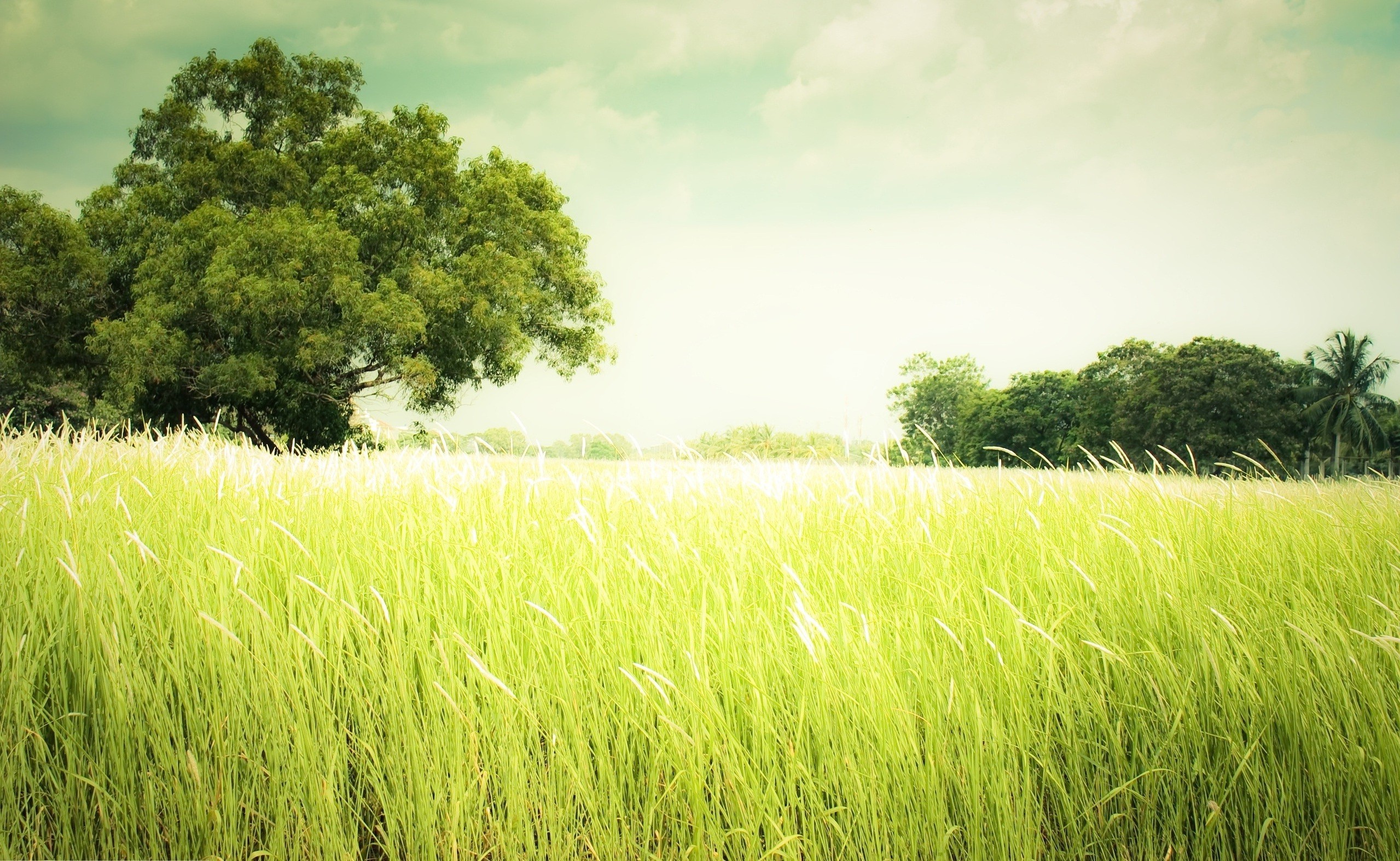 Green field with trees and cloudy sky HD Wallpaper