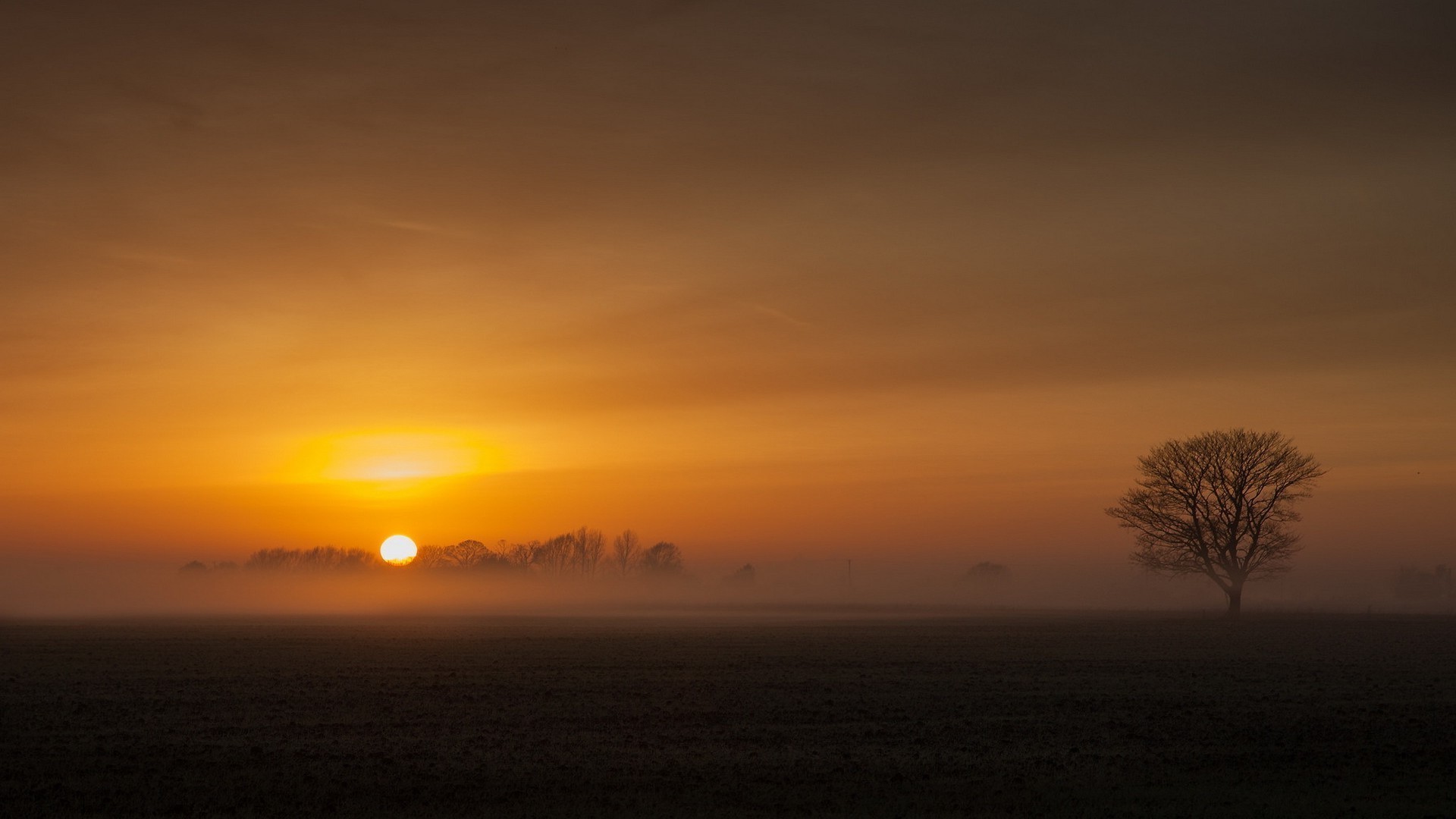 Sunrise over a misty field with a lone tree HD Wallpaper