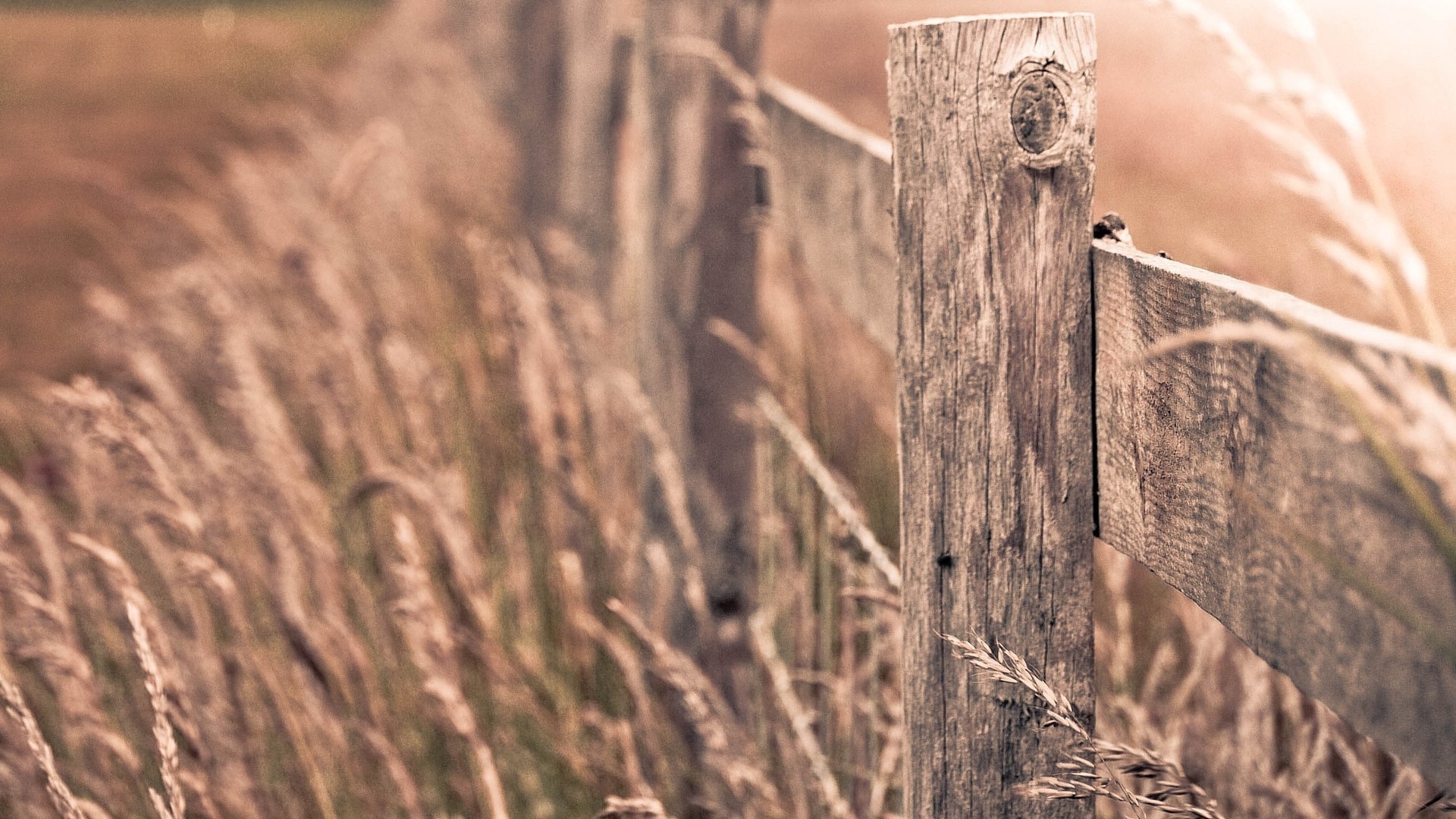 Wooden fence in tall grass with bird HD Wallpaper