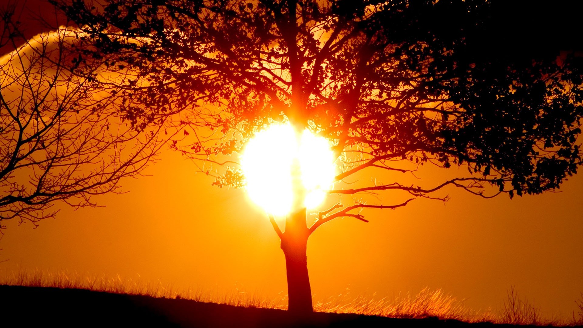 Sunlight shining through trees at golden hour HD Wallpaper