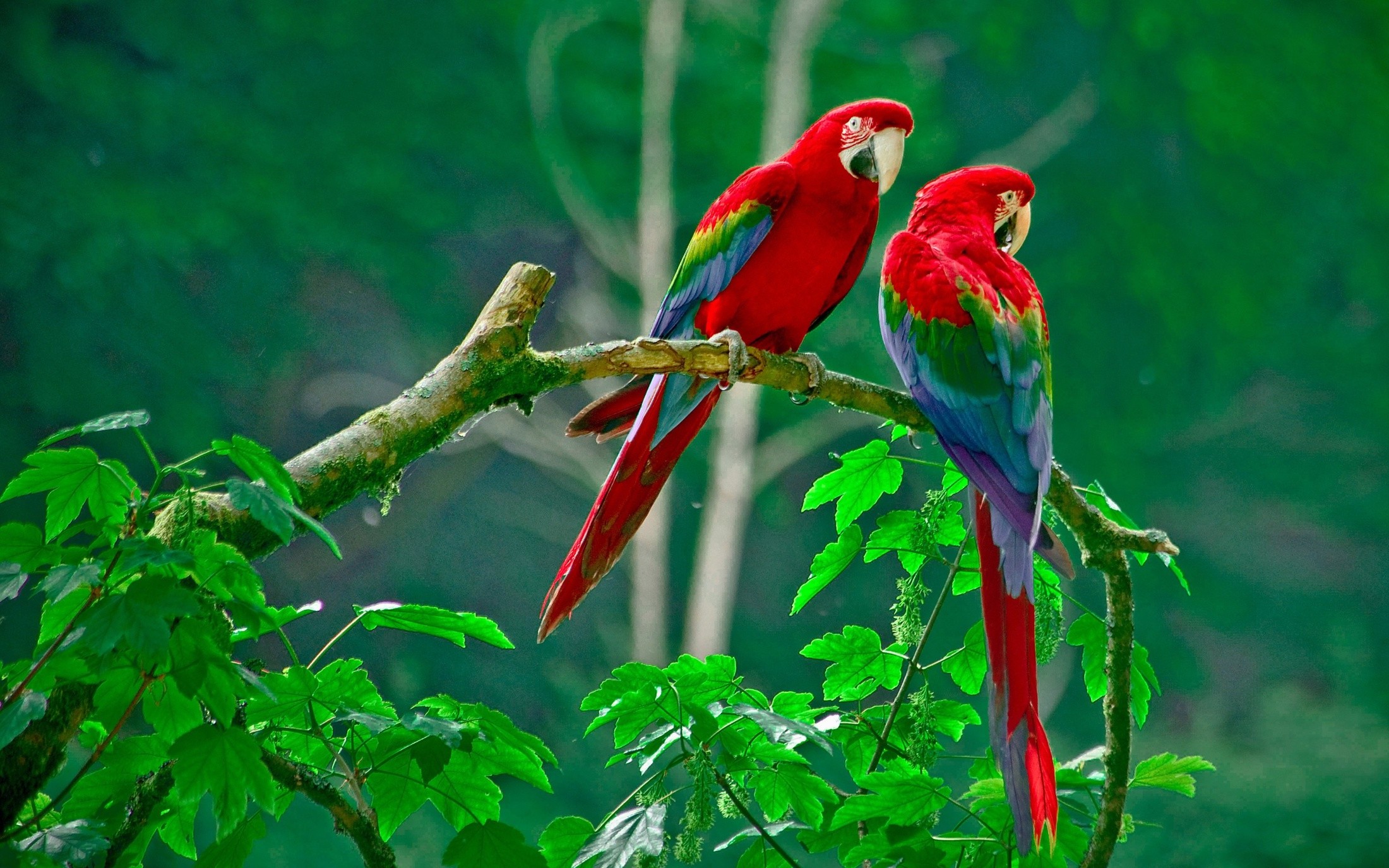 Two colorful macaws perched on a branch HD Wallpaper