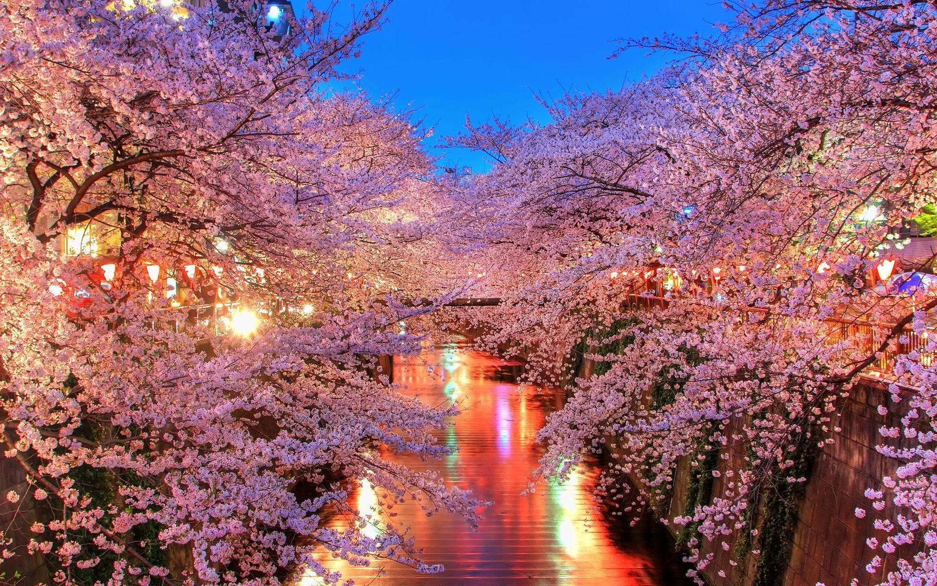 Cherry blossoms over a river at night with lanterns HD Wallpaper