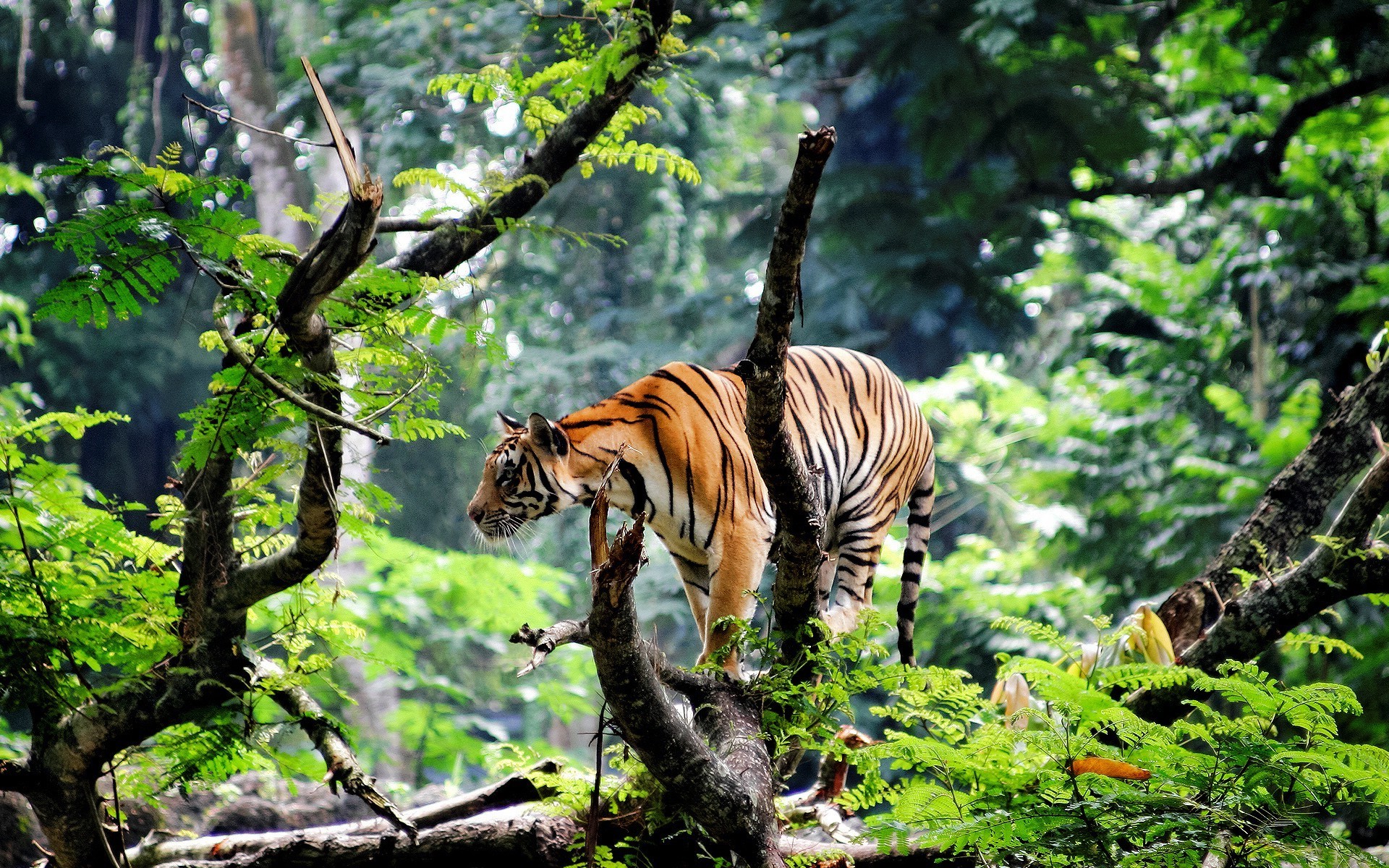 Tiger standing on a tree branch in a forest HD Wallpaper
