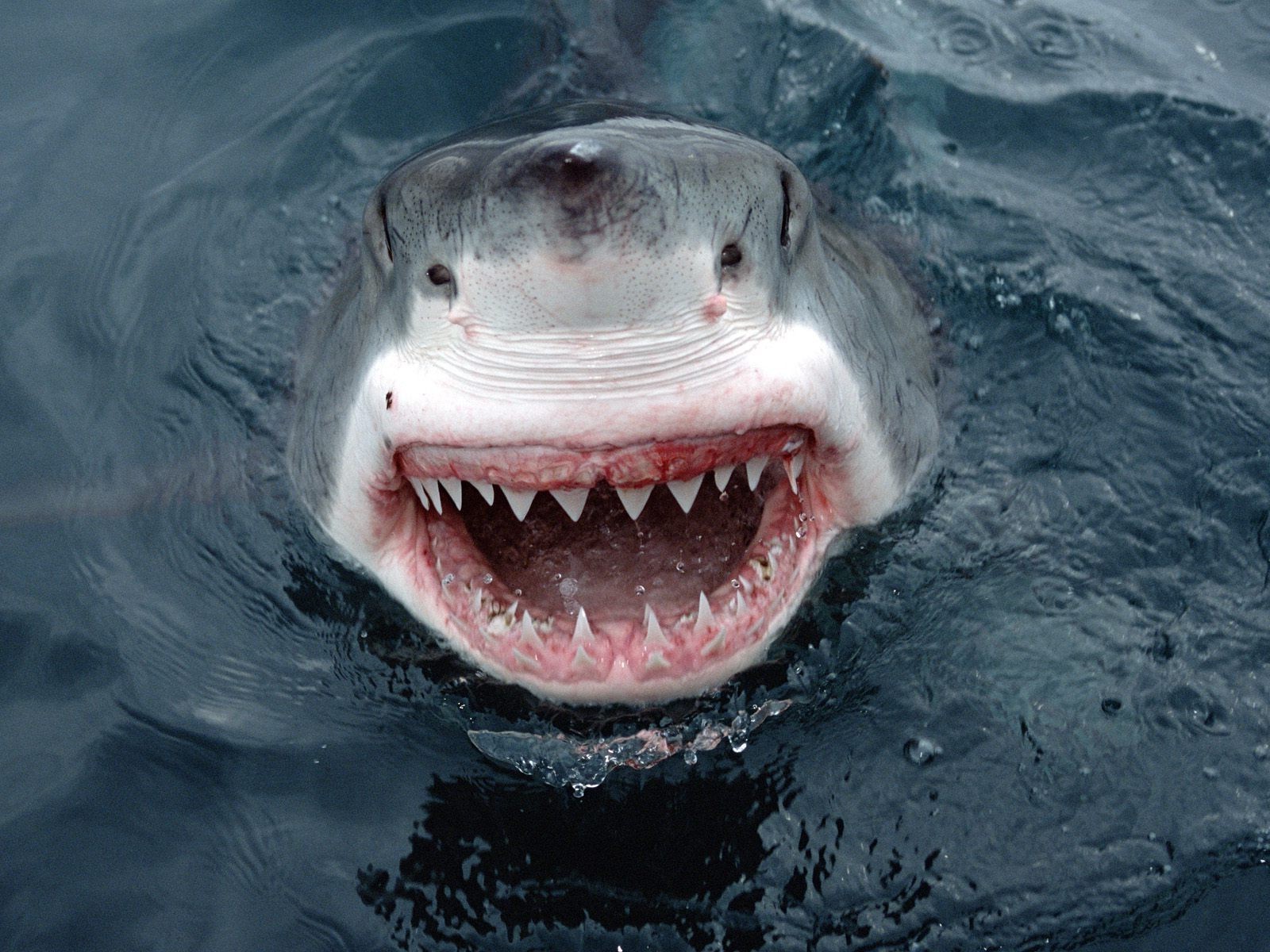 Great white shark with open mouth and sharp teeth HD Wallpaper