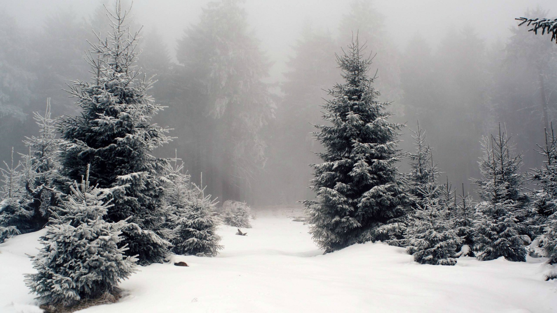 Snowy forest with fir trees in fog HD Wallpaper