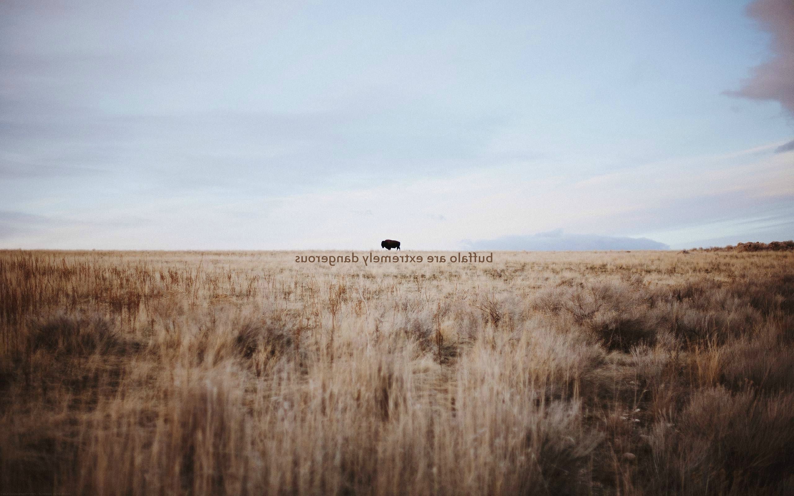 Buffalo in a field with misattributed quote HD Wallpaper