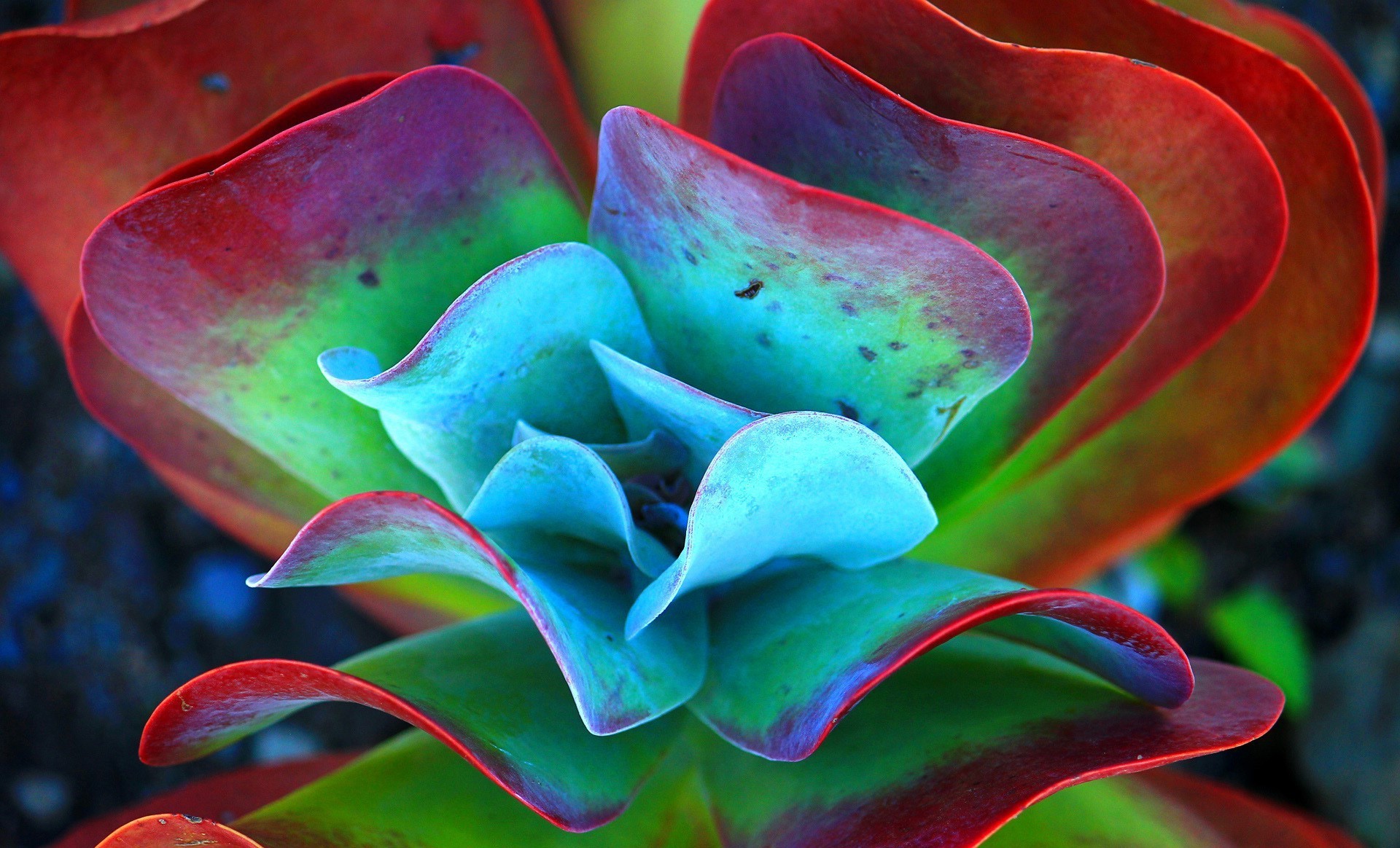 Close-up of a colorful succulent plant HD Wallpaper