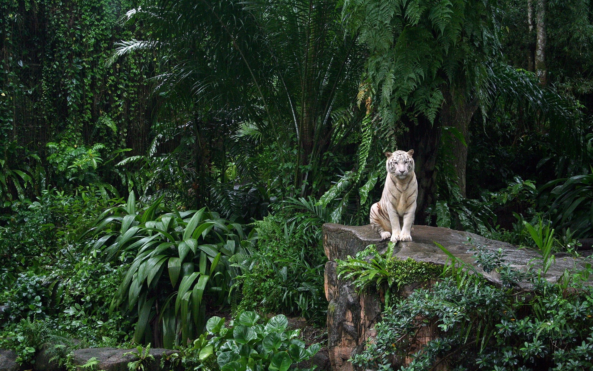 White tiger sitting on a rock in a dense forest HD Wallpaper